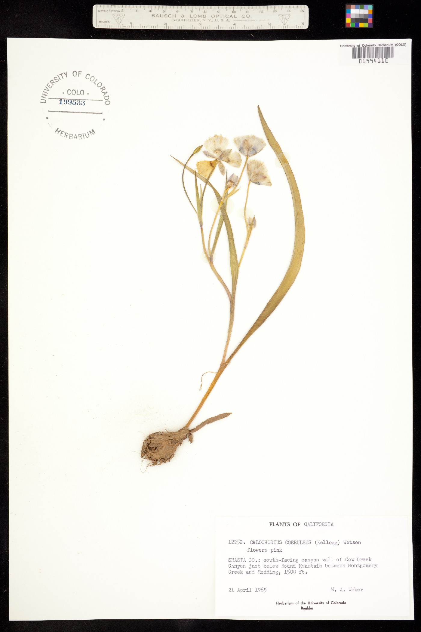 Calochortus coeruleus image