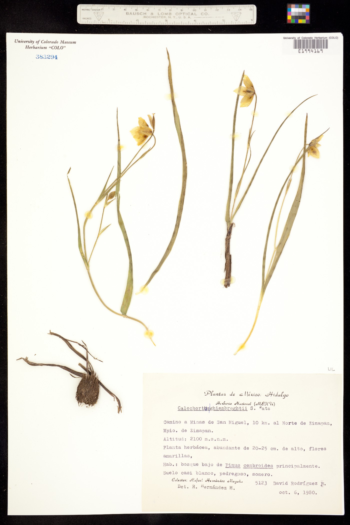 Calochortus ghiesbreghtii image