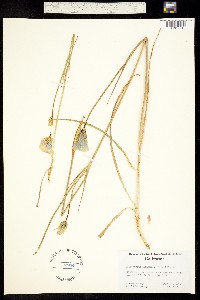 Image of Calochortus pratensis