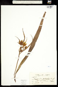 Calochortus pulchellus image