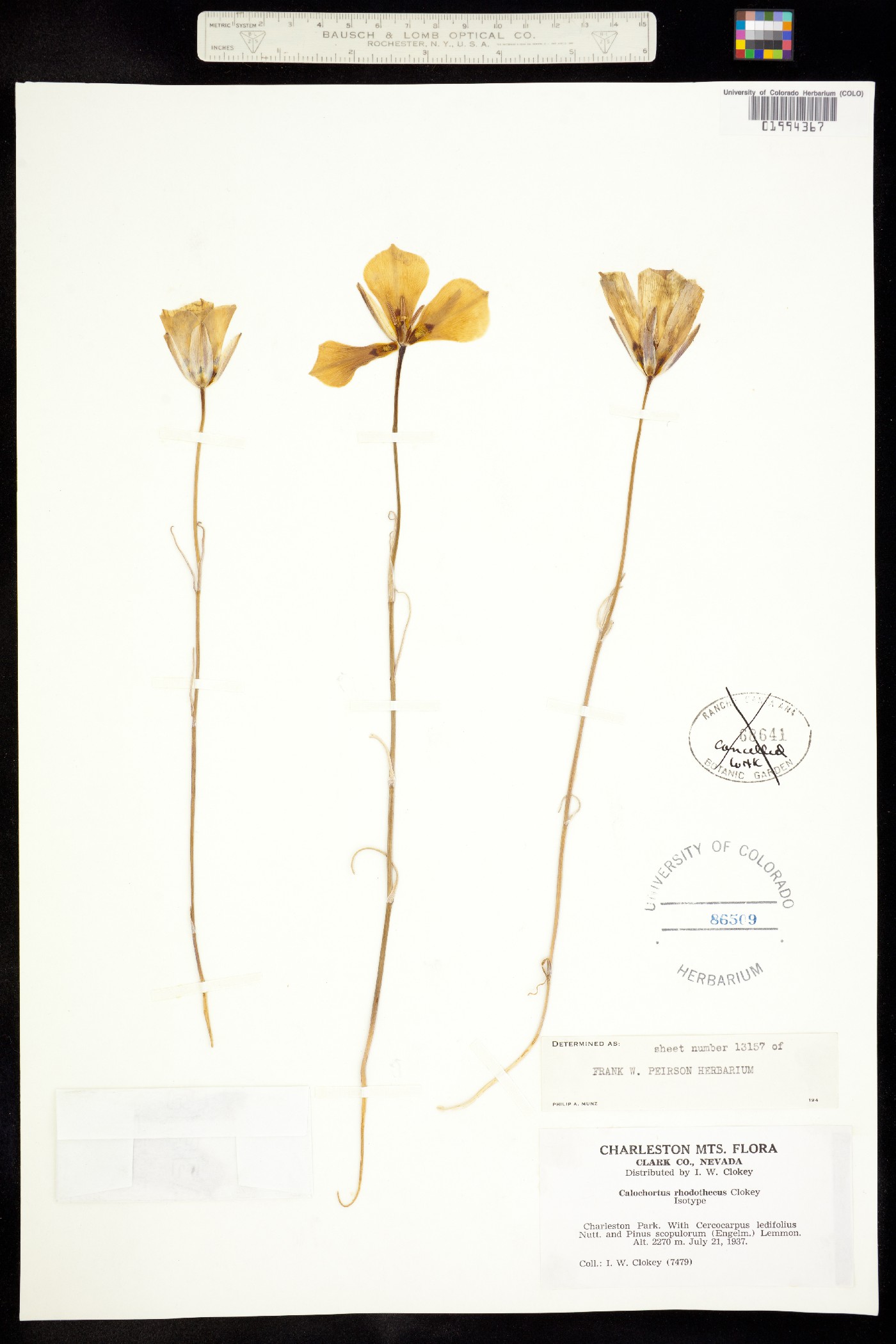 Calochortus pulchellus image