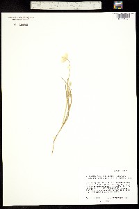 Calochortus venustulus image
