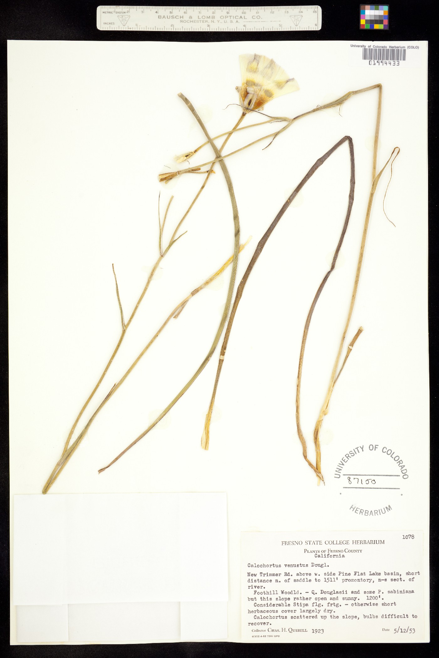 Calochortus venustus image