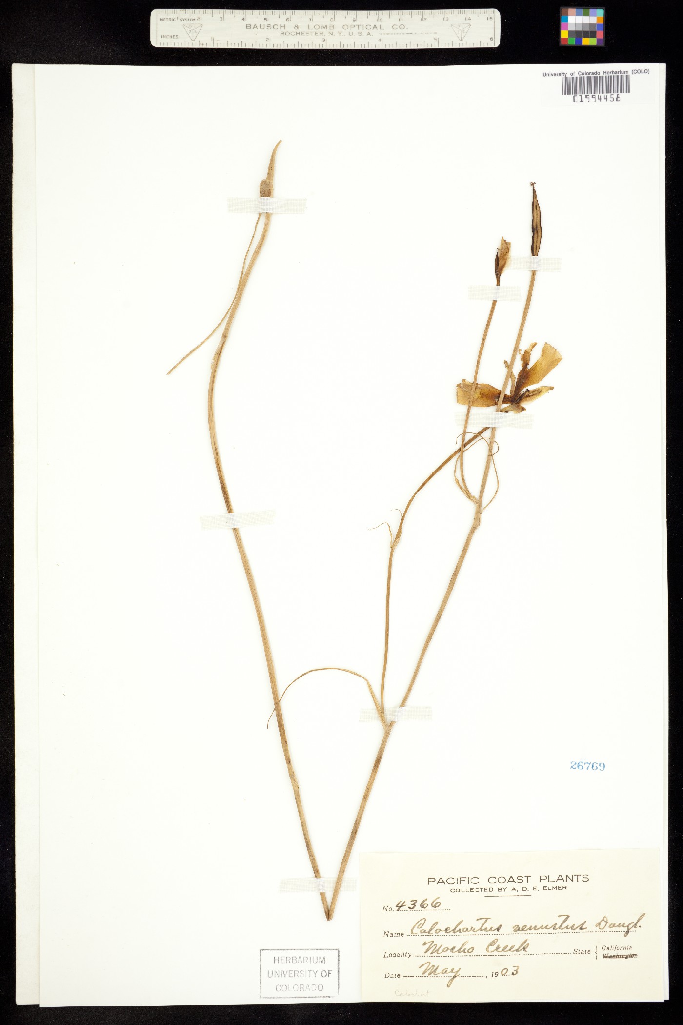 Calochortus venustus image