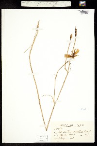 Calochortus venustus image