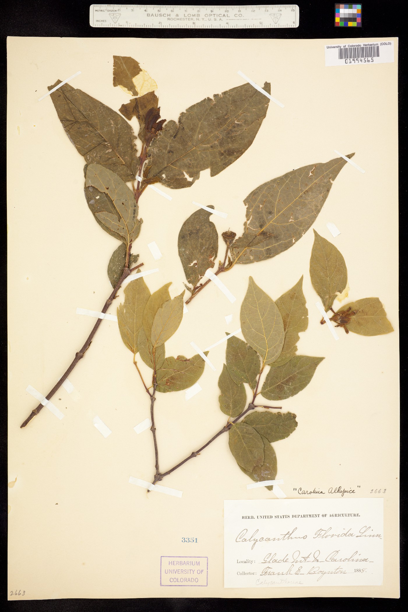 Calycanthus image