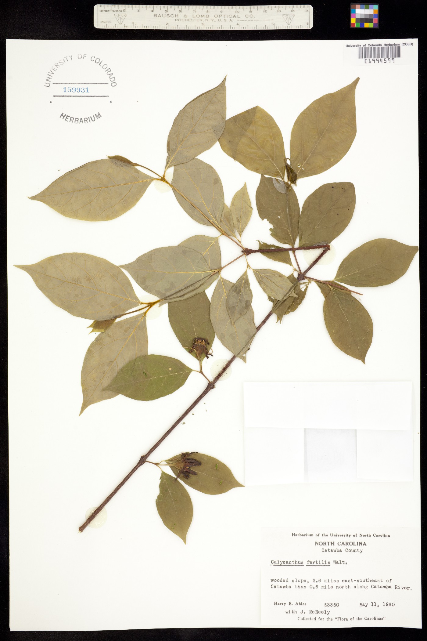 Calycanthus fertilis image