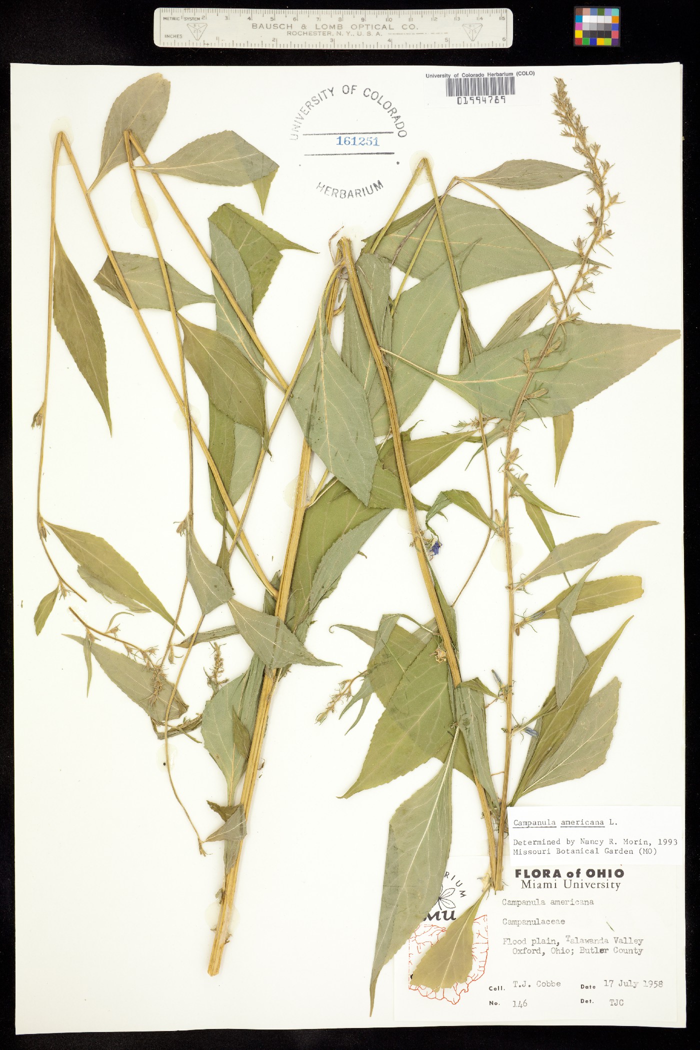 Campanula americana image