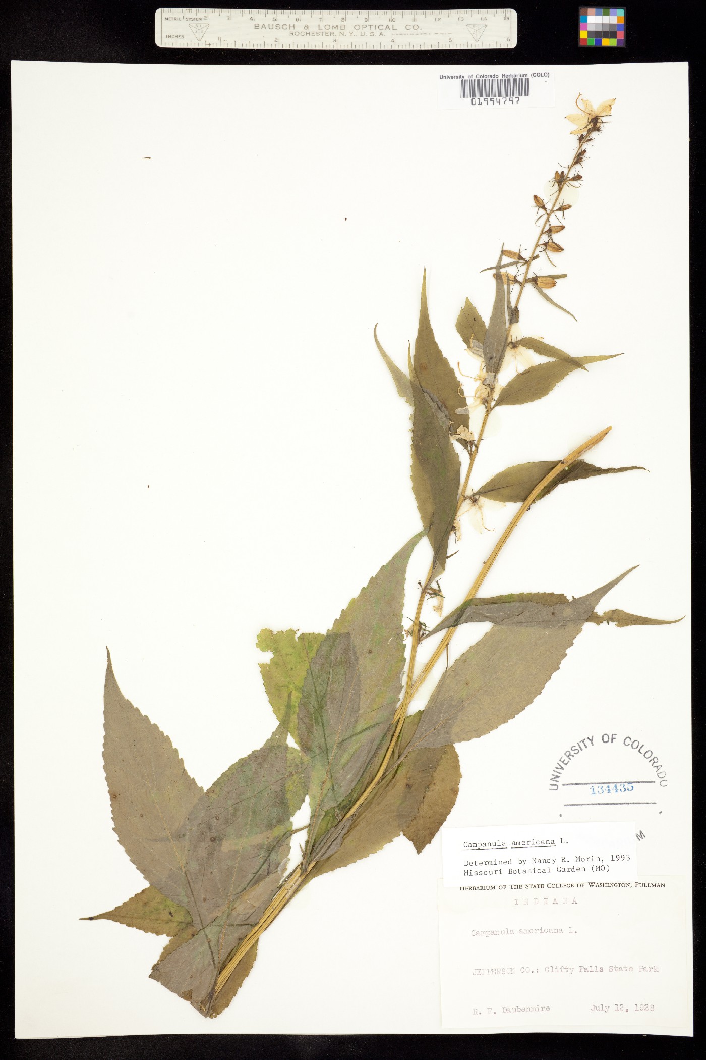 Campanula americana image