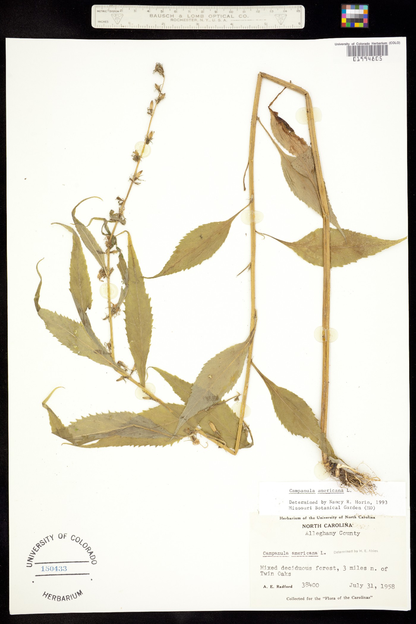 Campanula americana image