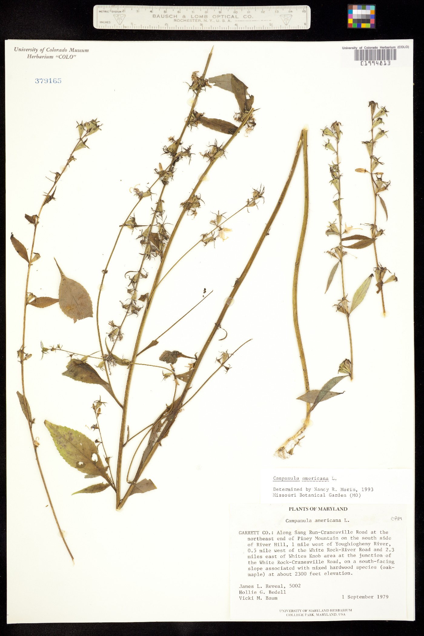 Campanula americana image