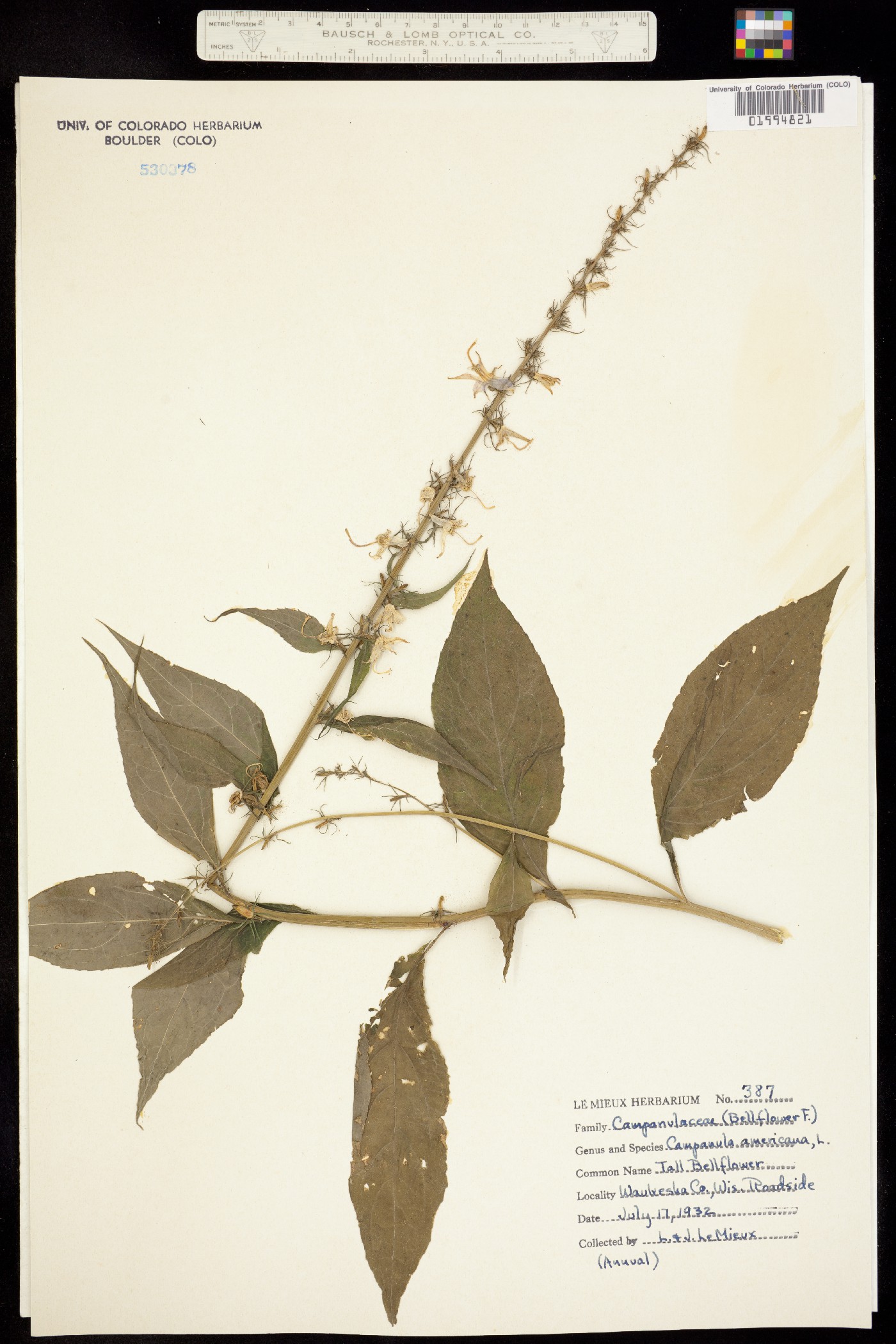 Campanula americana image