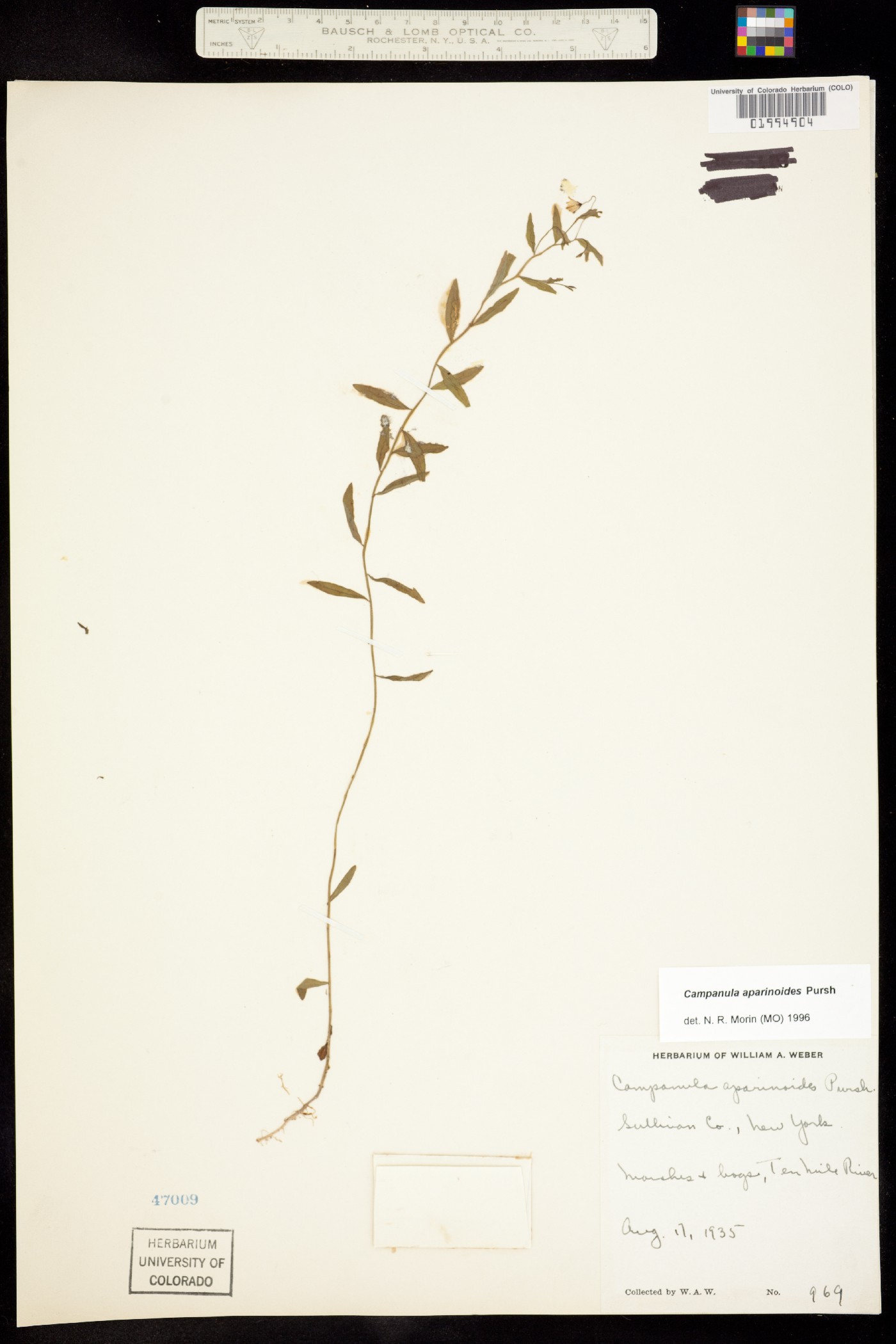 Campanula aparinoides image