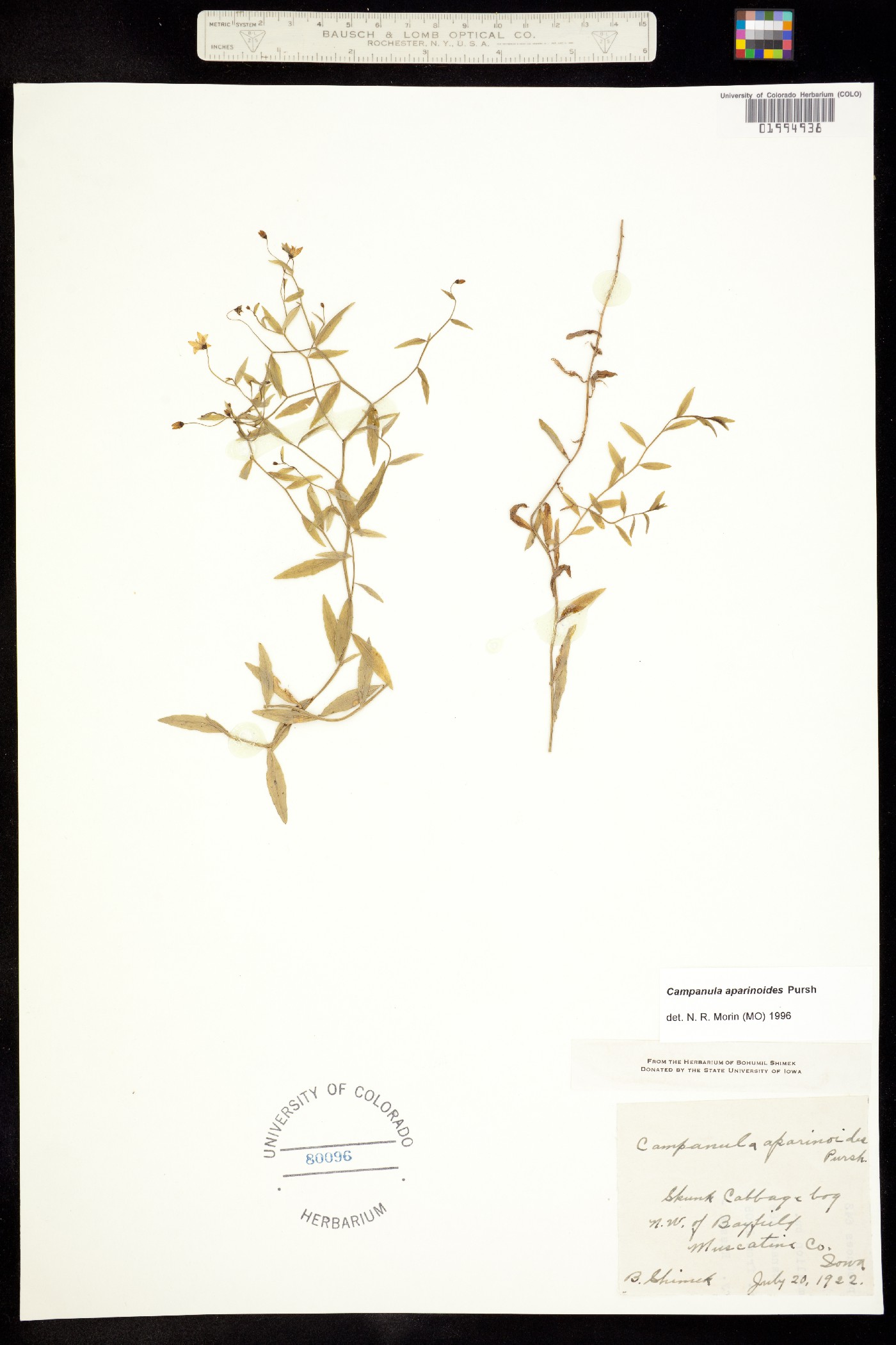 Campanula aparinoides image