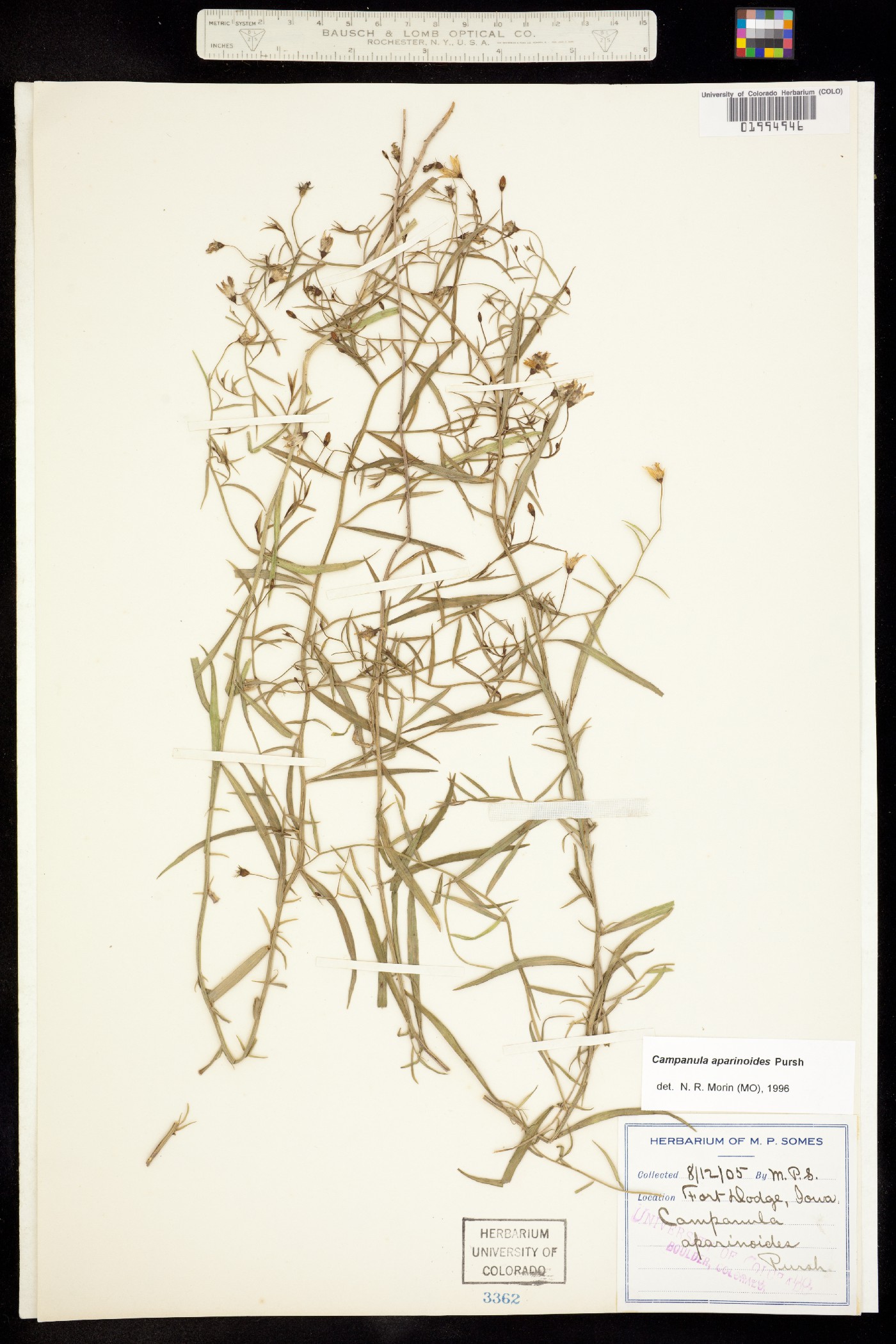 Campanula aparinoides image