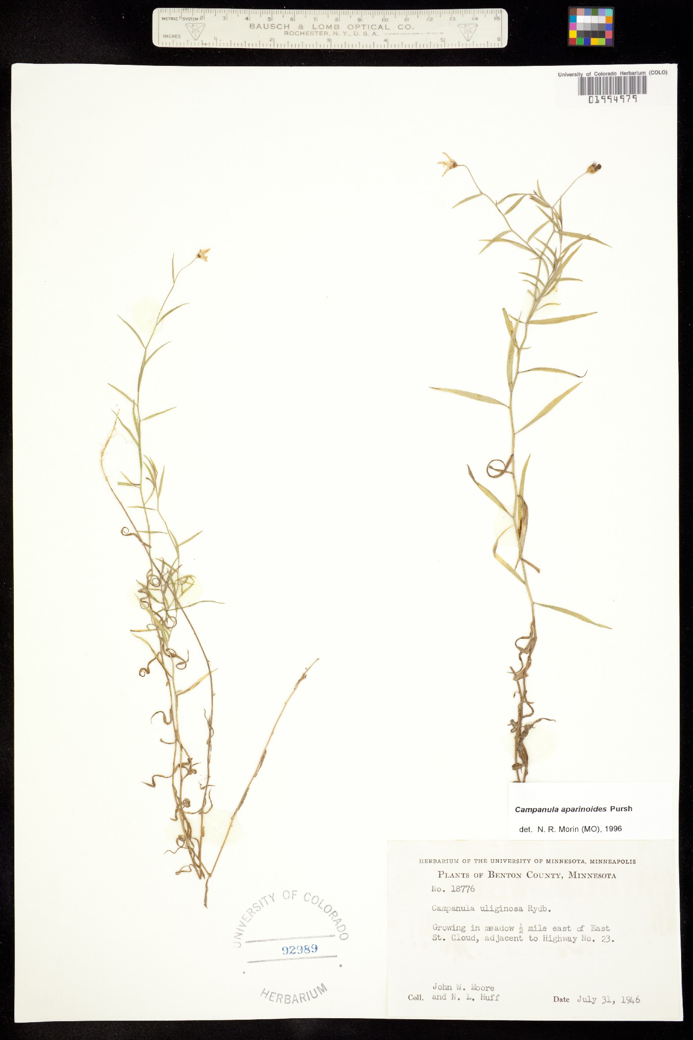 Campanula aparinoides image