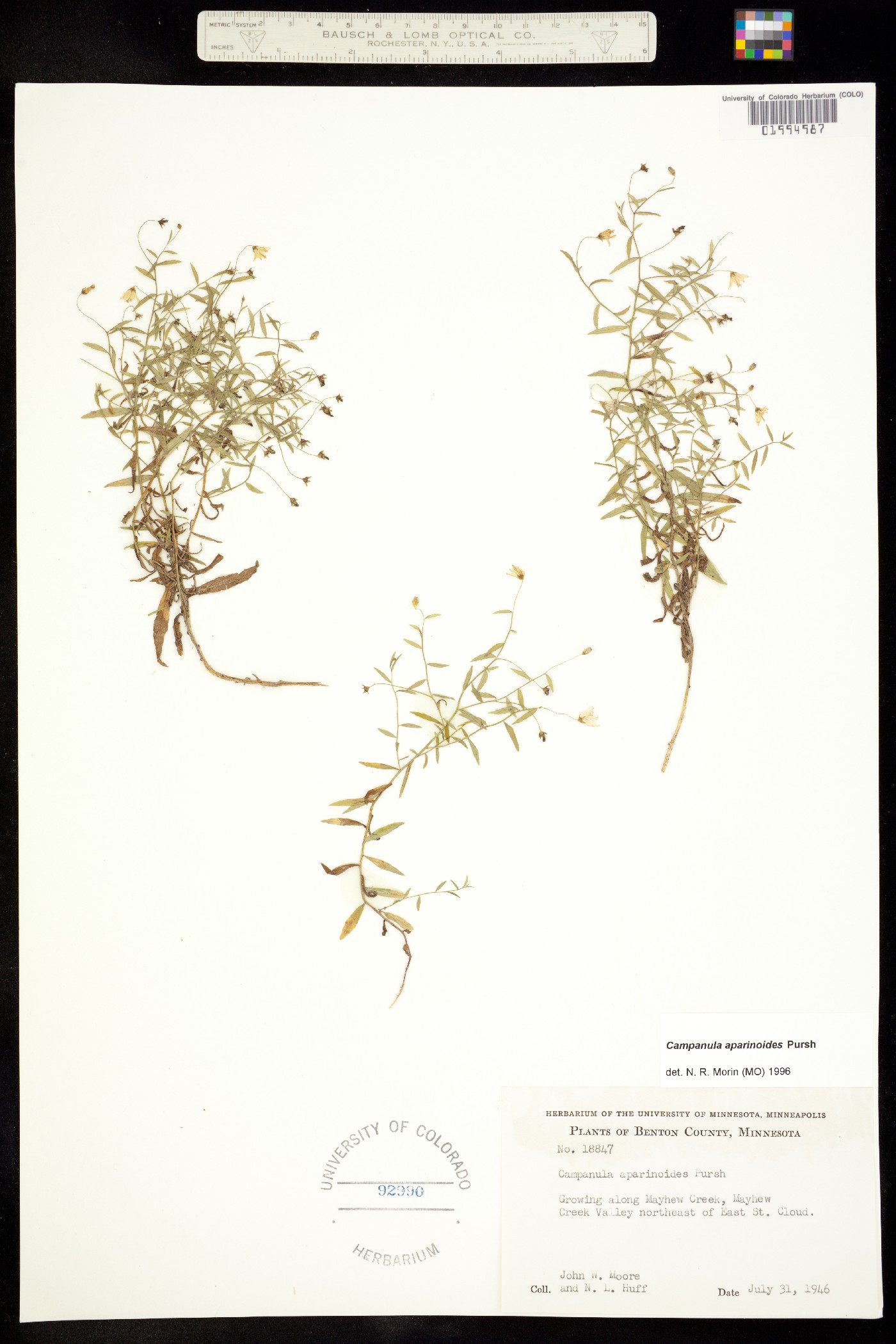 Campanula aparinoides image