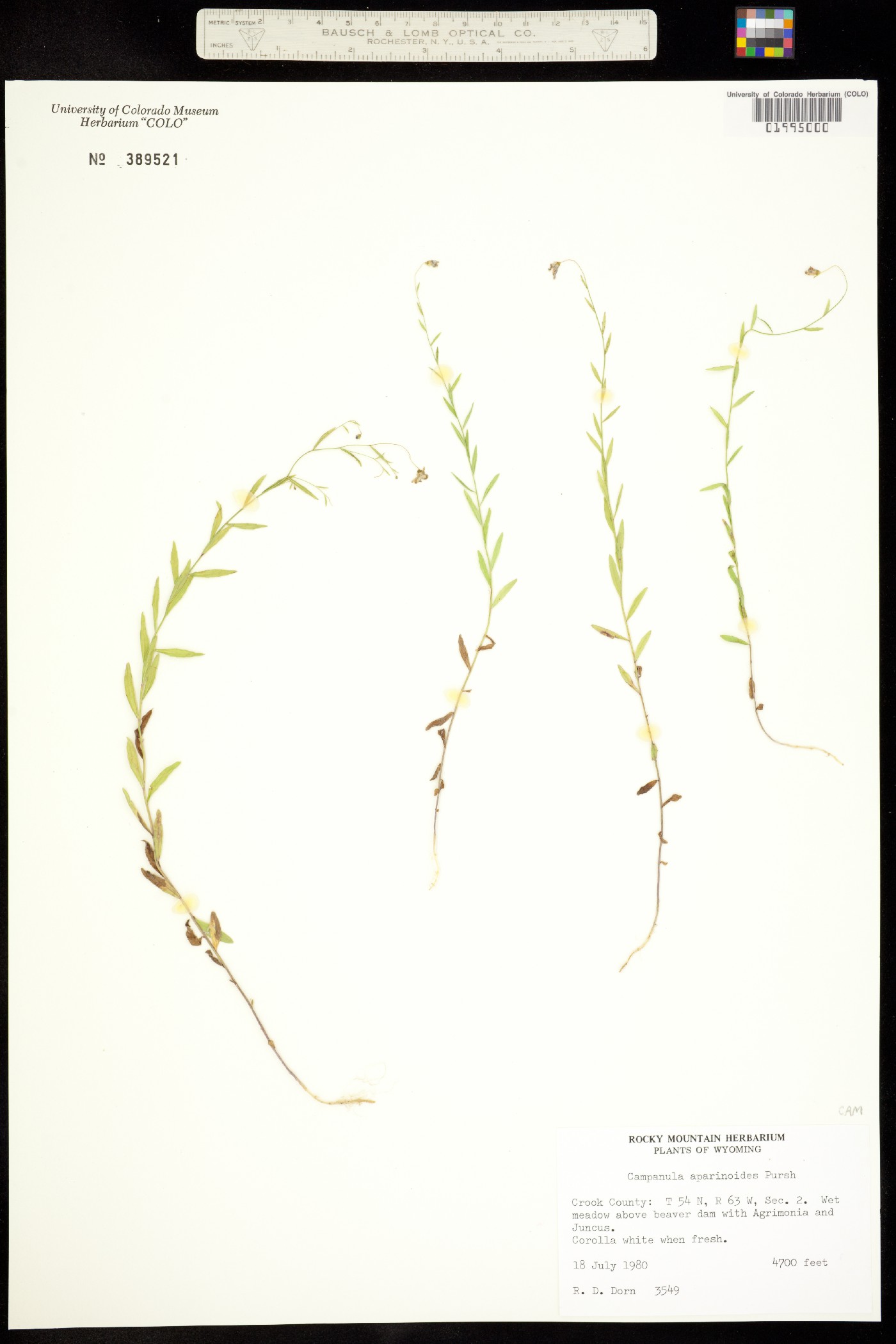 Campanula aparinoides image