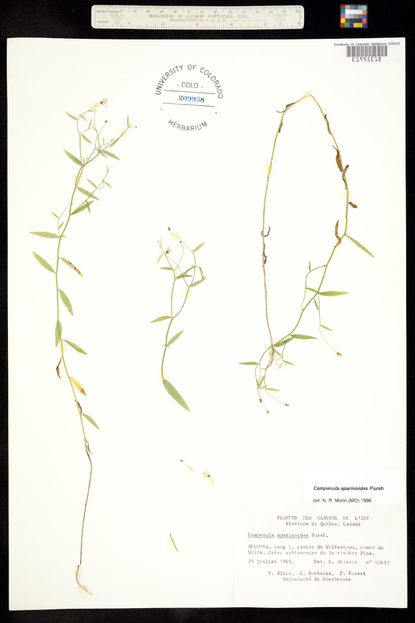 Campanula aparinoides image