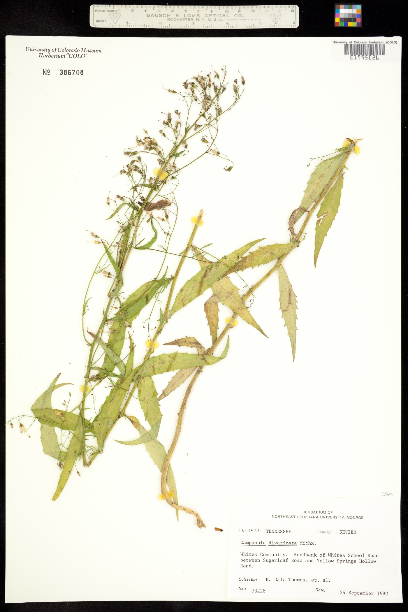 Campanula divaricata image