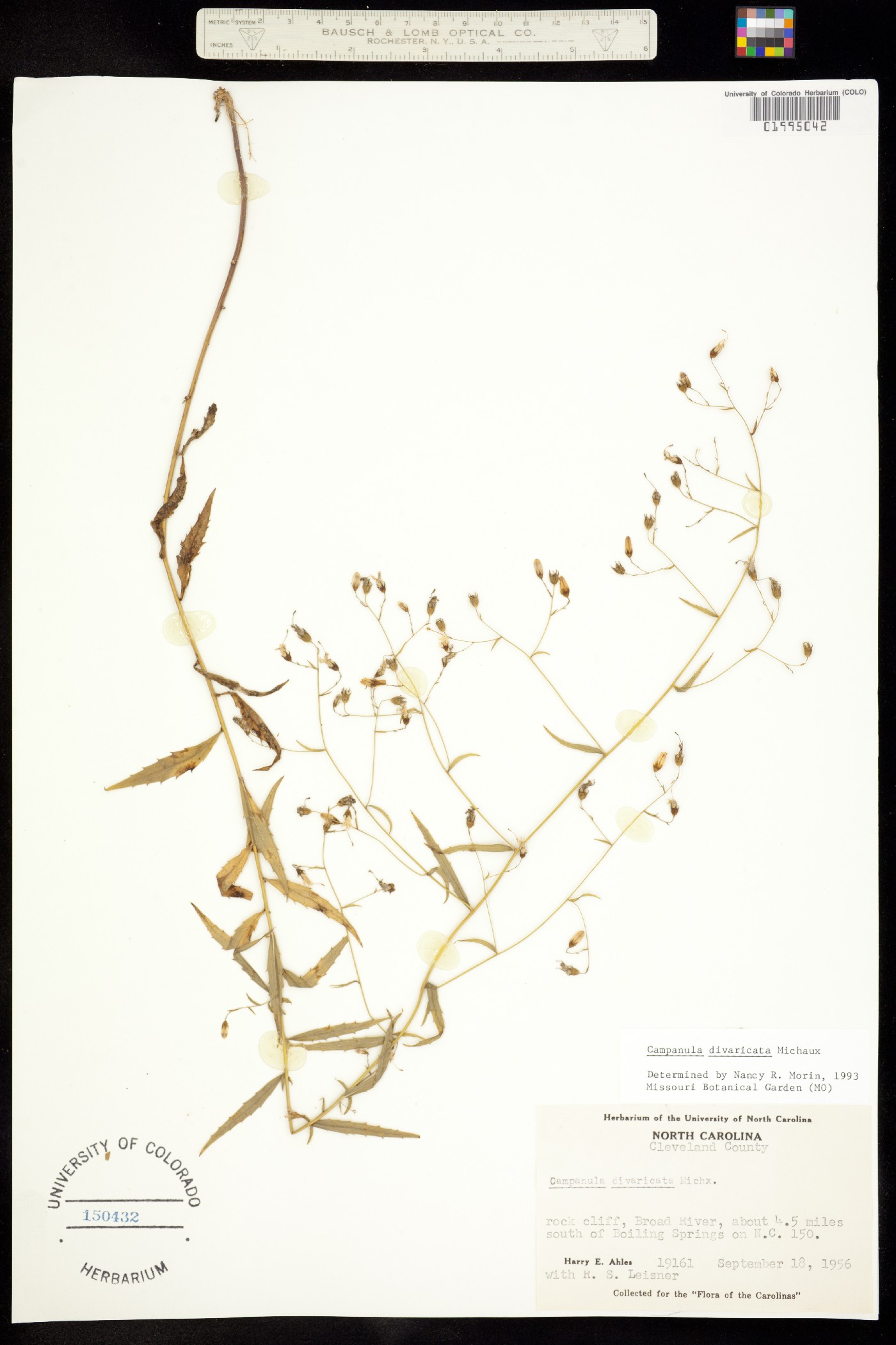 Campanula divaricata image