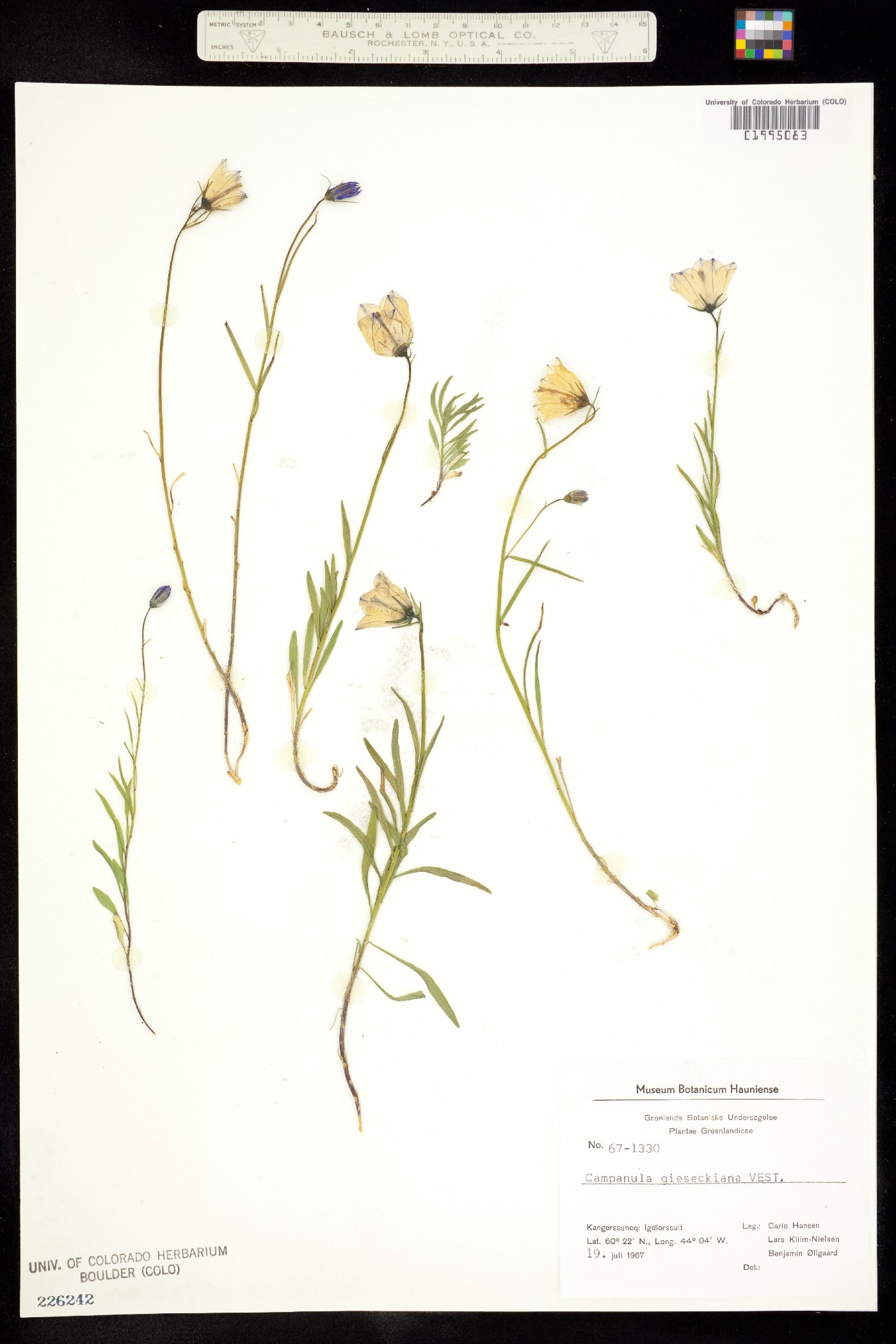 Campanula giesekiana image