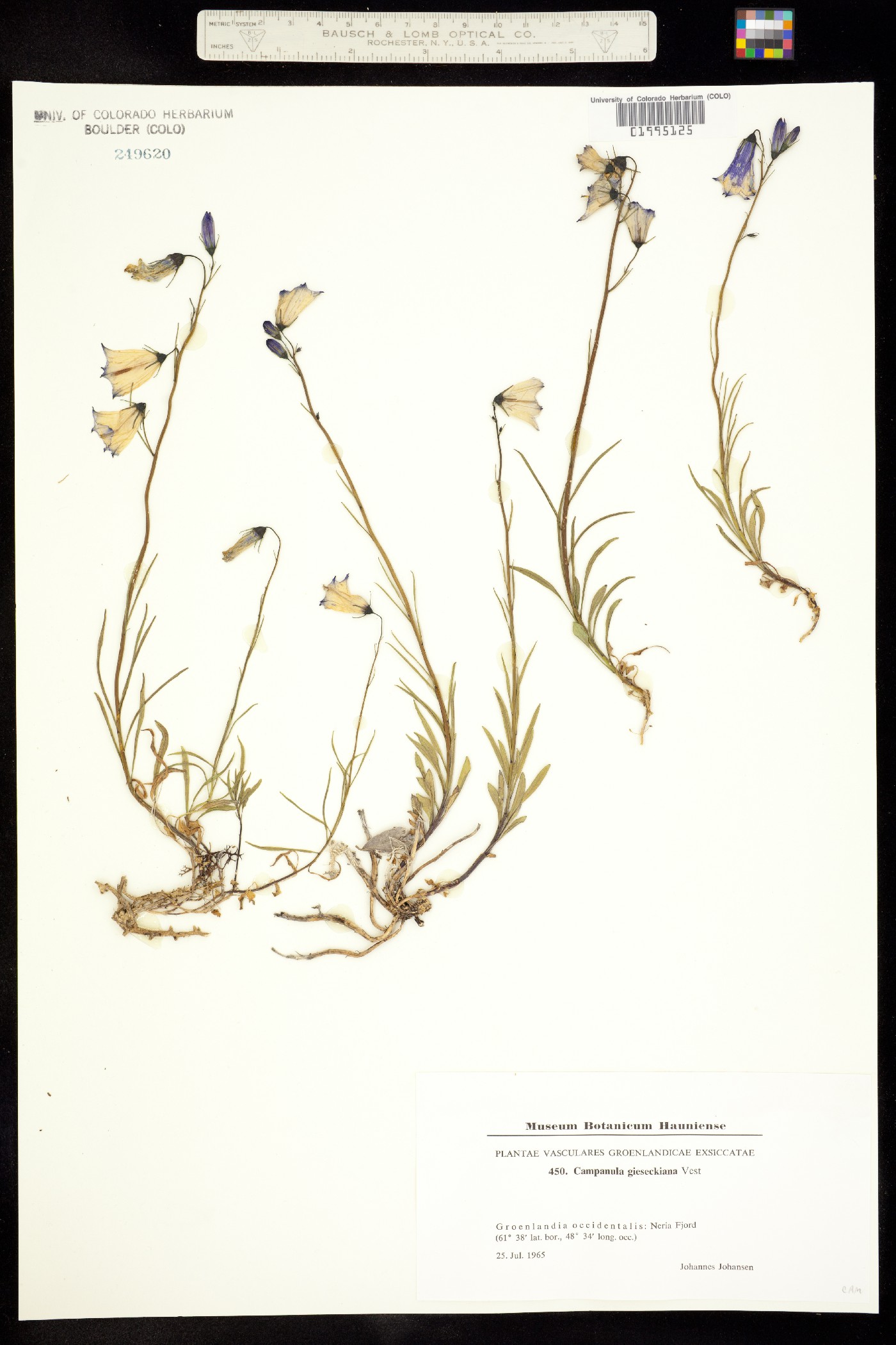 Campanula giesekiana image