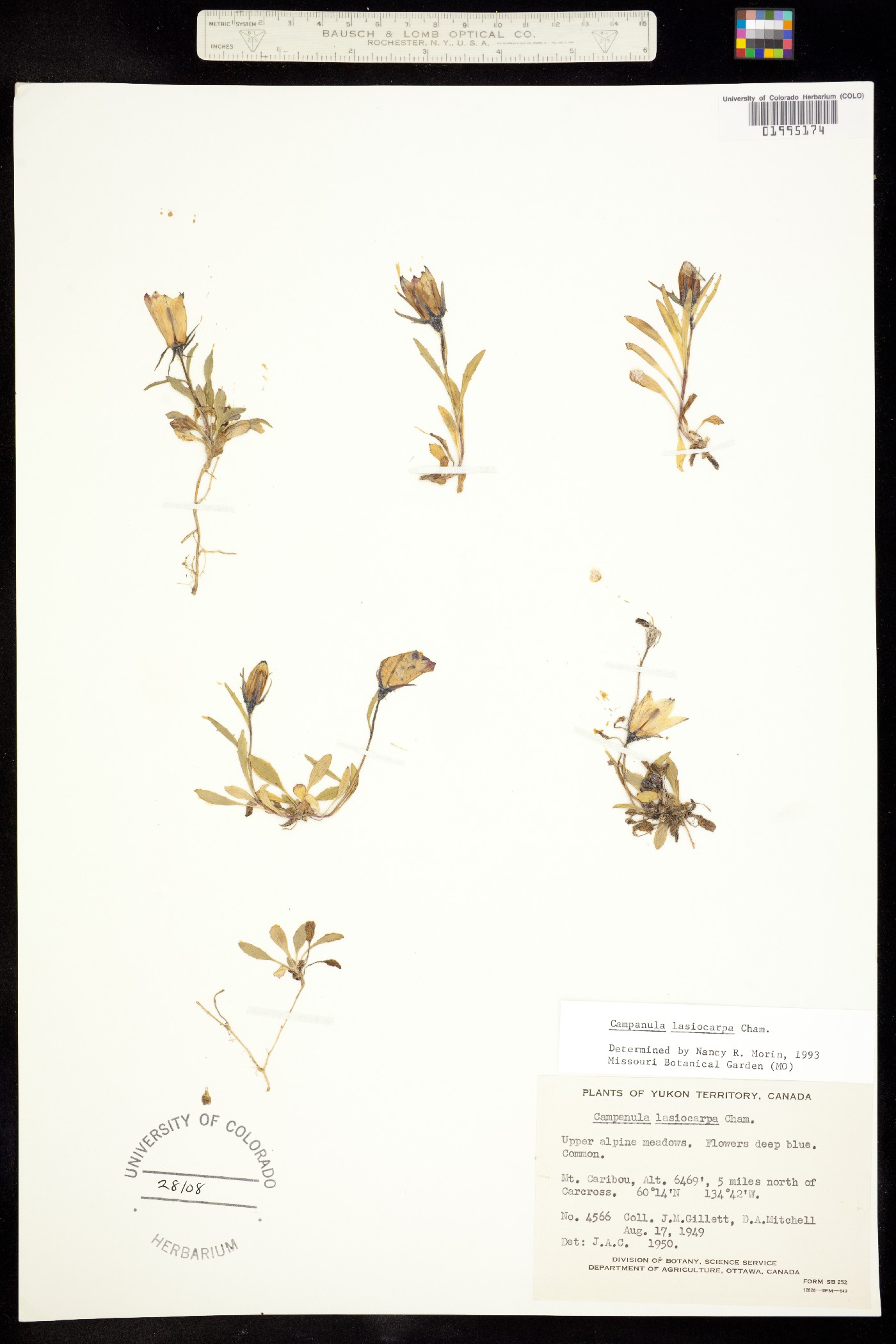 Campanula lasiocarpa image