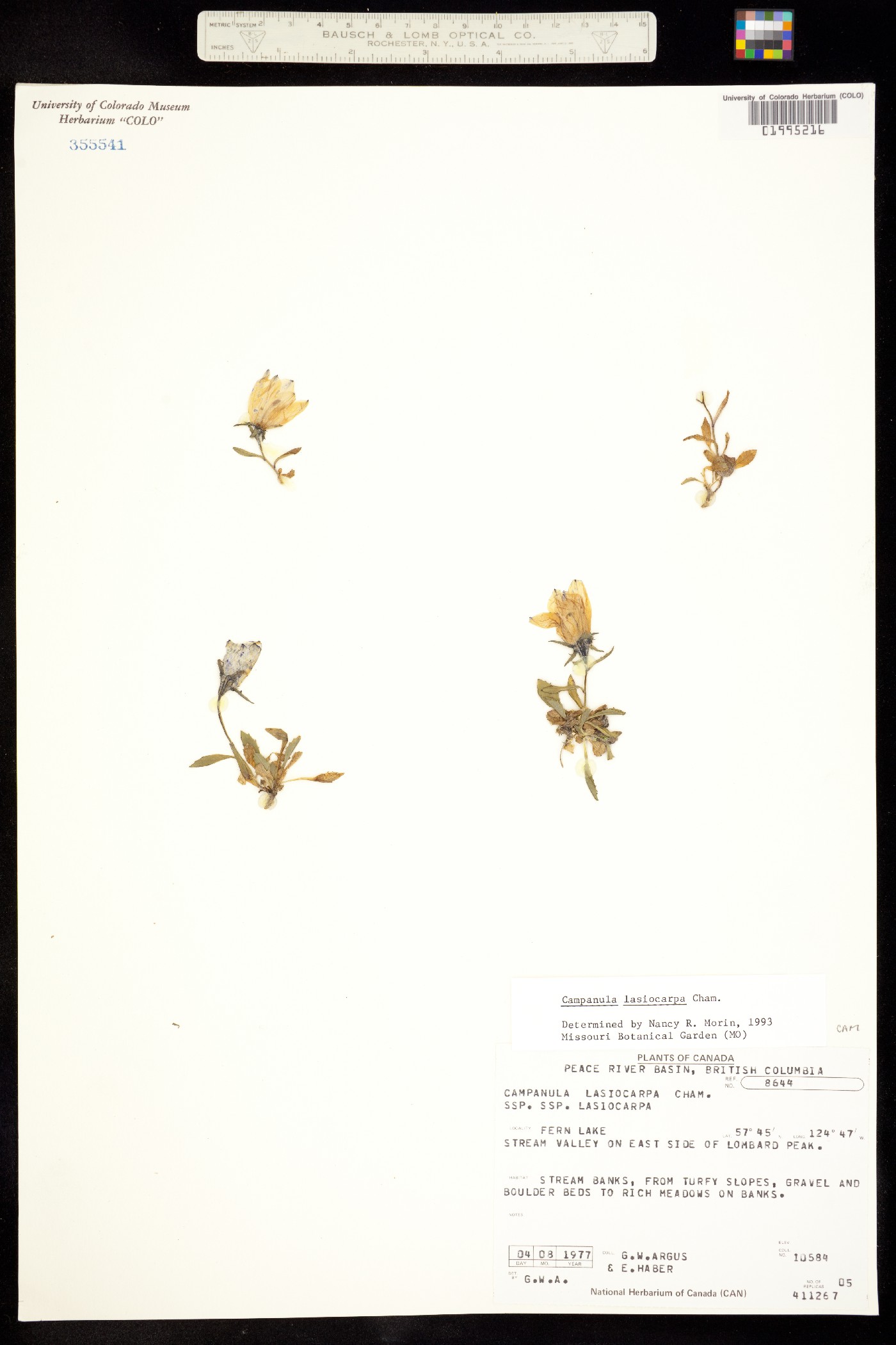 Campanula lasiocarpa image