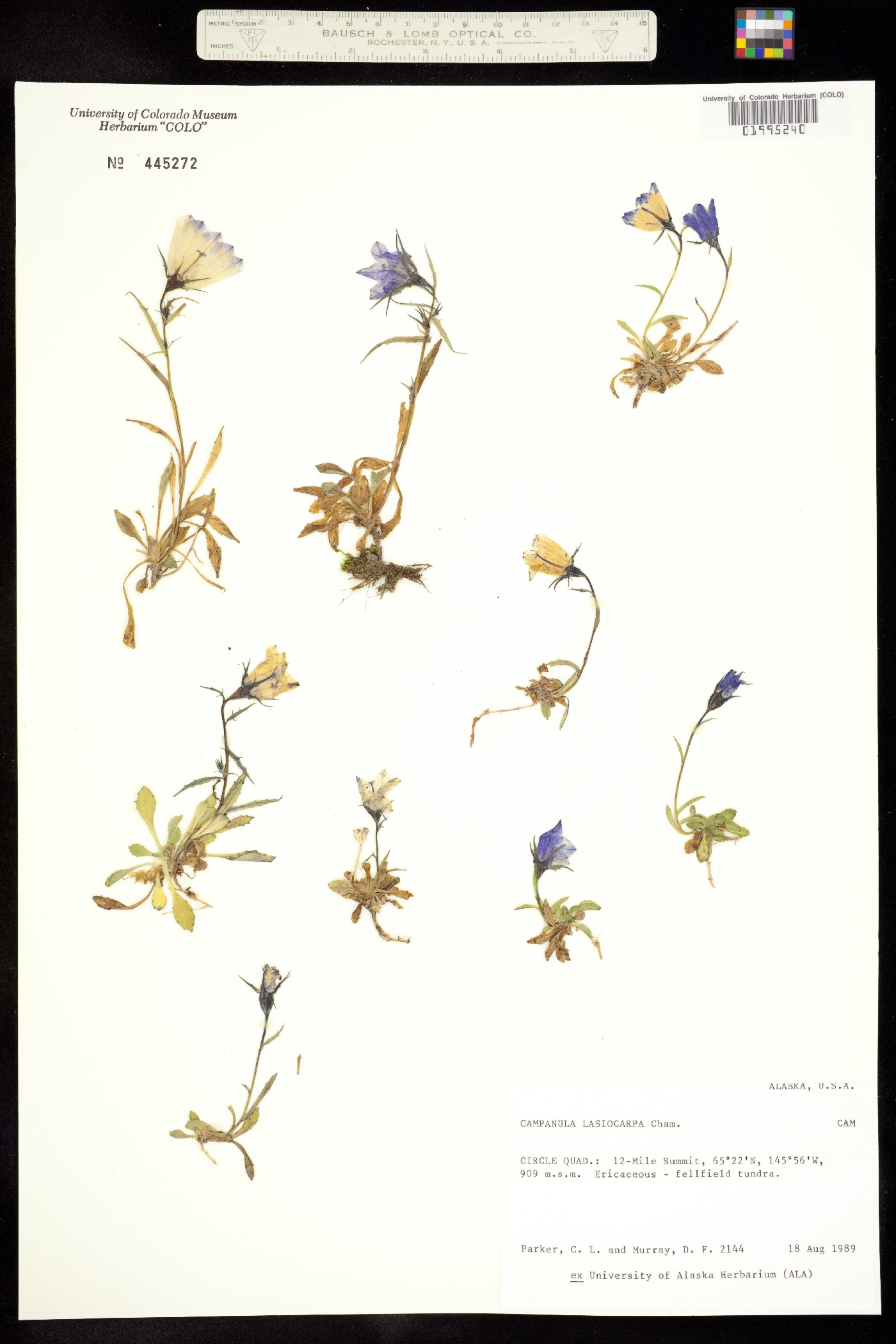 Campanula lasiocarpa image