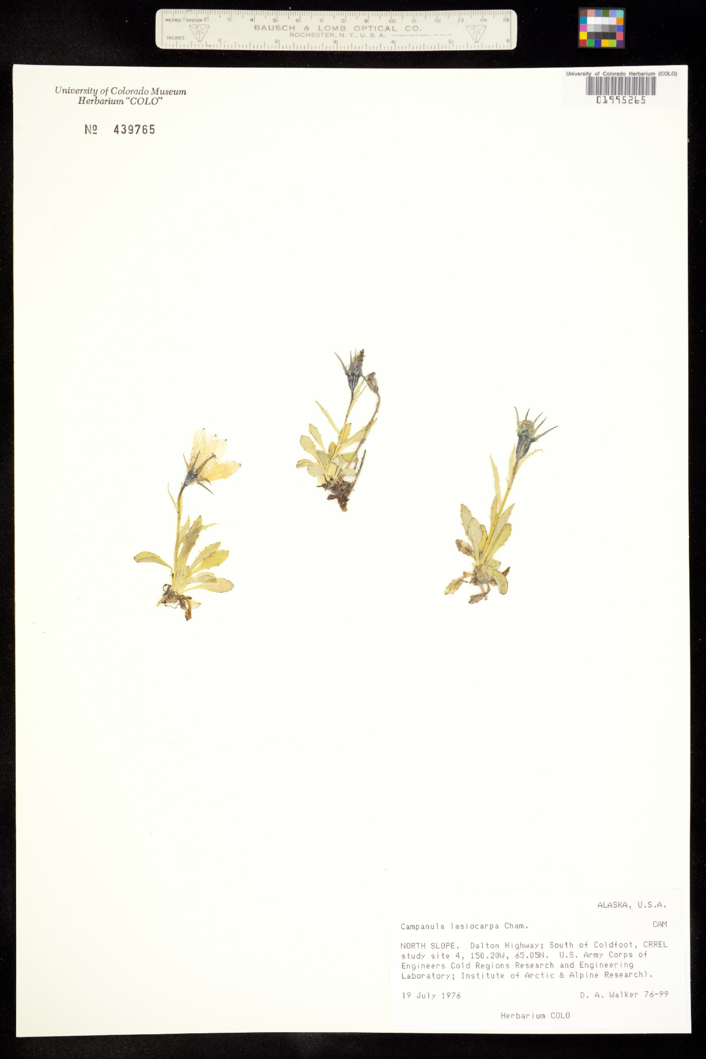 Campanula lasiocarpa image