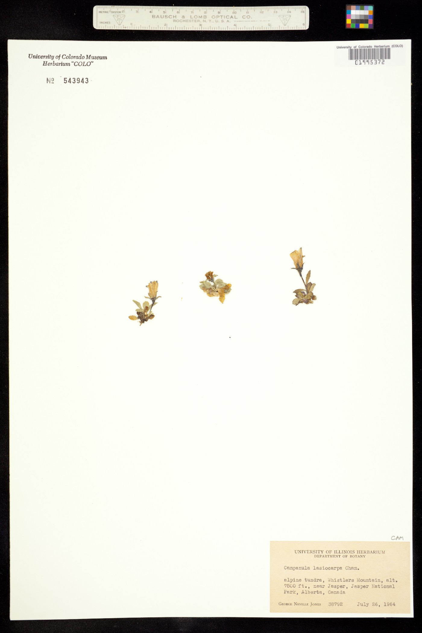 Campanula lasiocarpa image