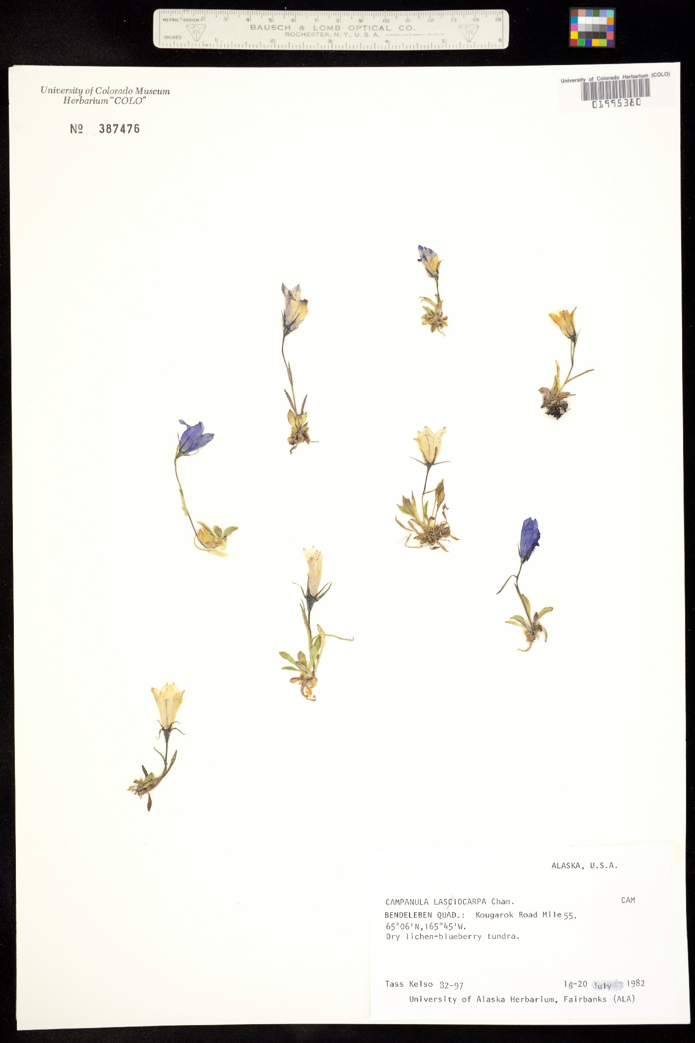 Campanula lasiocarpa image