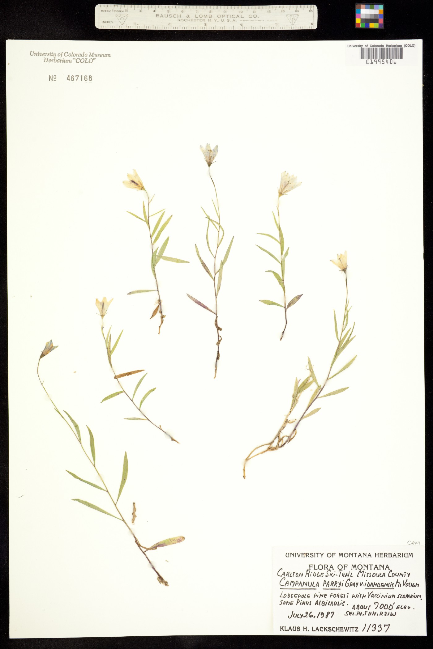 Campanula parryi var. idahoensis image