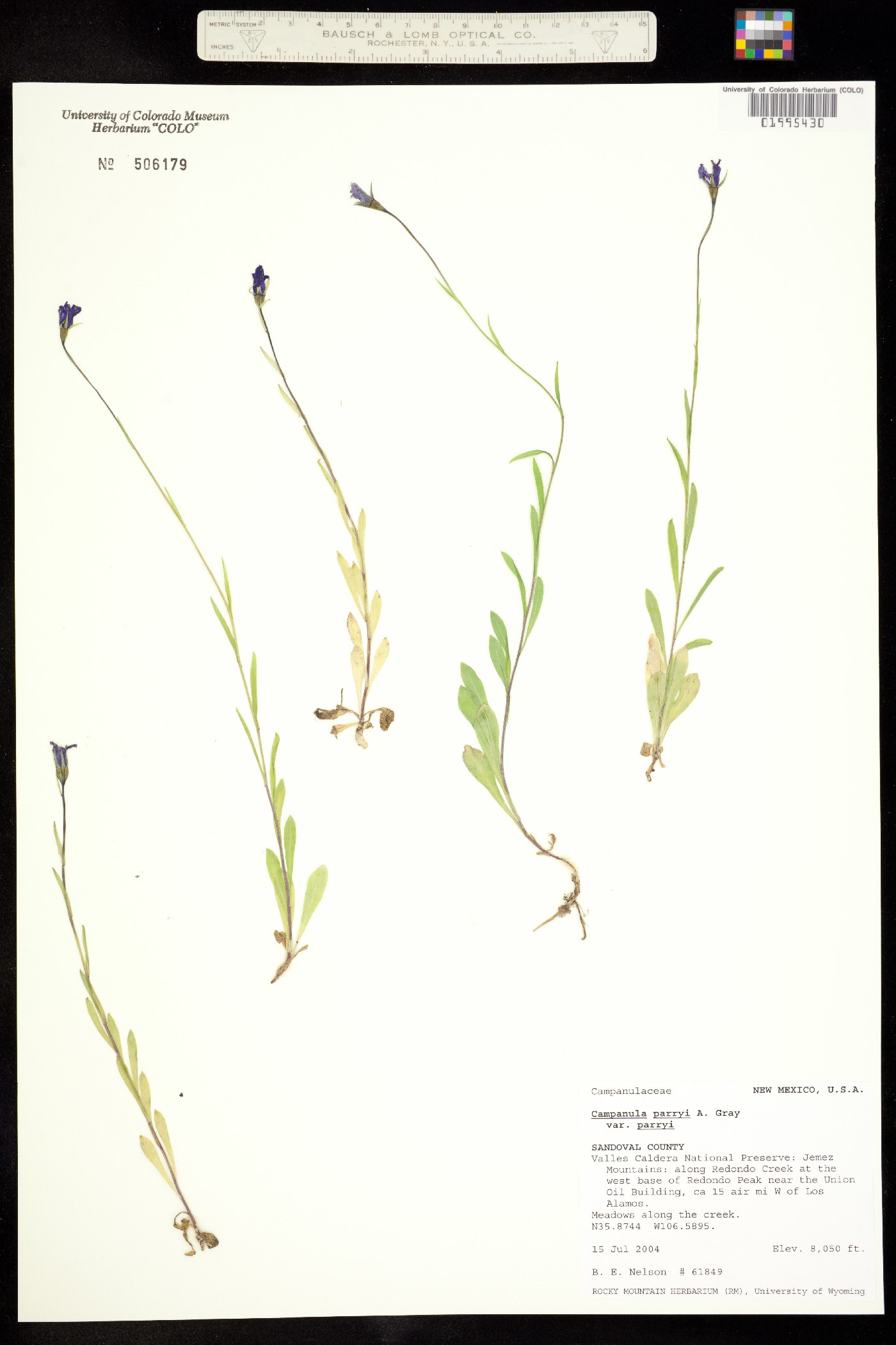 Campanula parryi var. parryi image