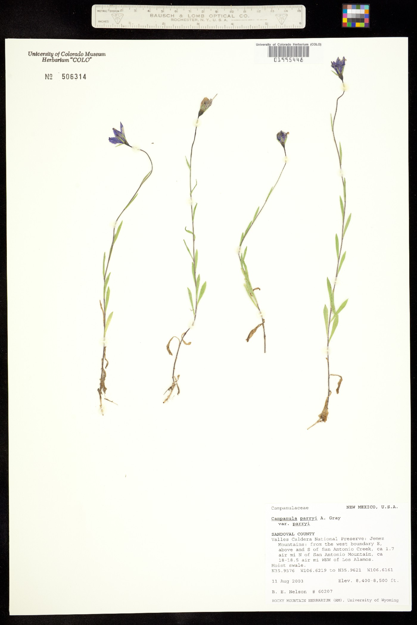 Campanula parryi var. parryi image