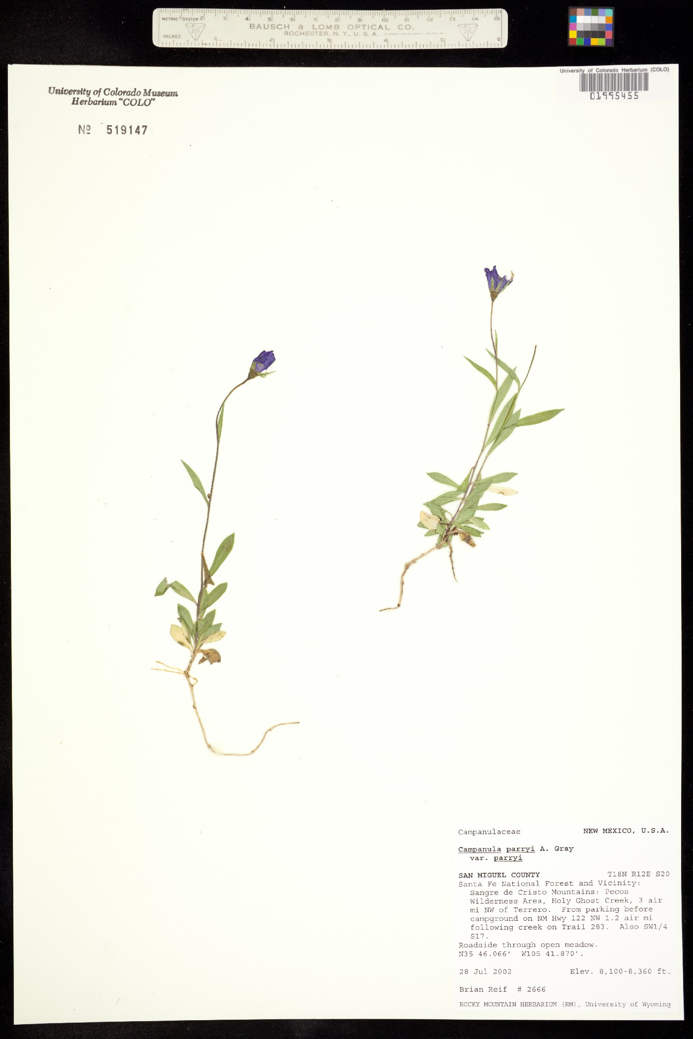 Campanula parryi var. parryi image