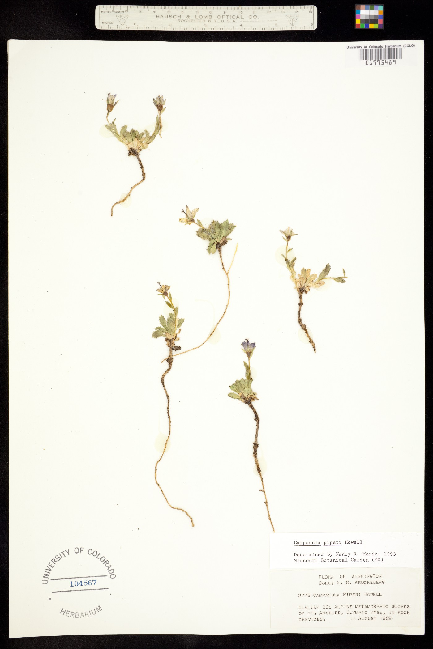 Campanula piperi image