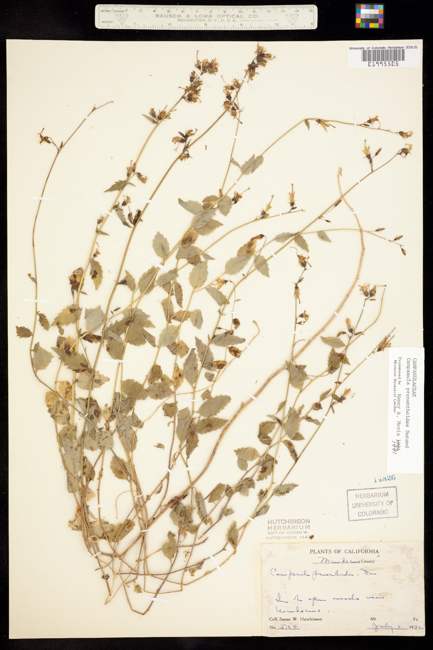 Asyneuma prenanthoides image