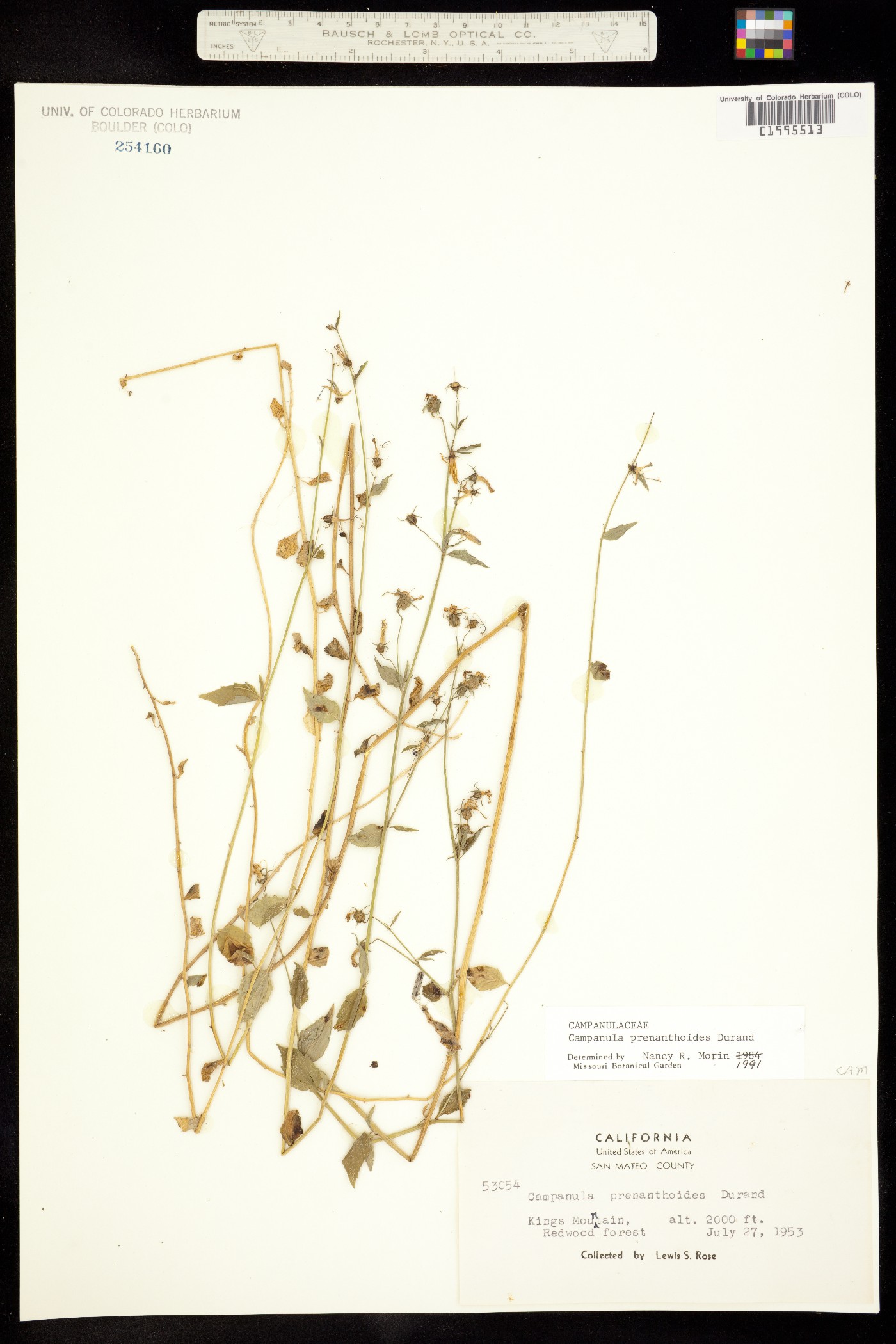 Asyneuma prenanthoides image