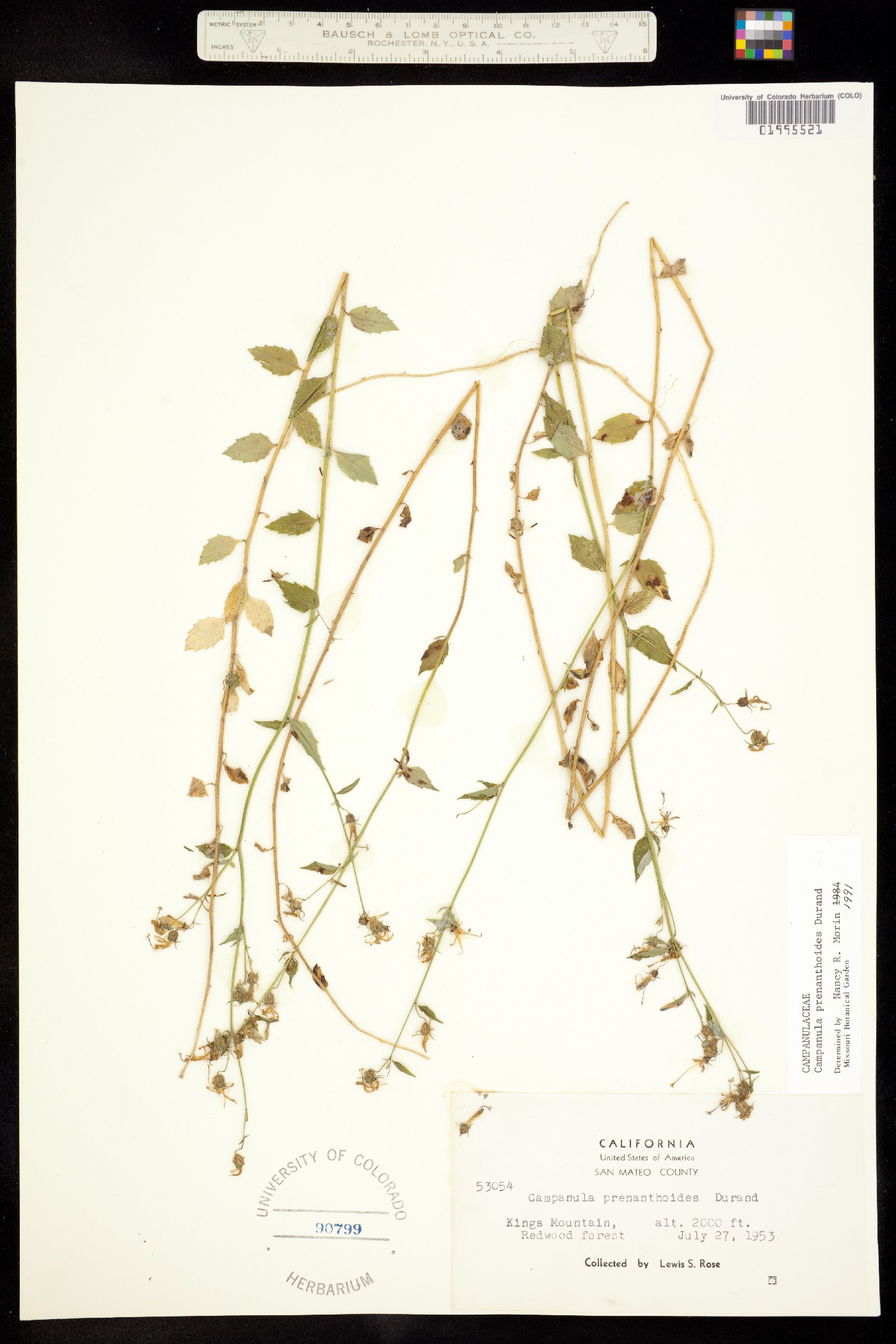 Asyneuma image