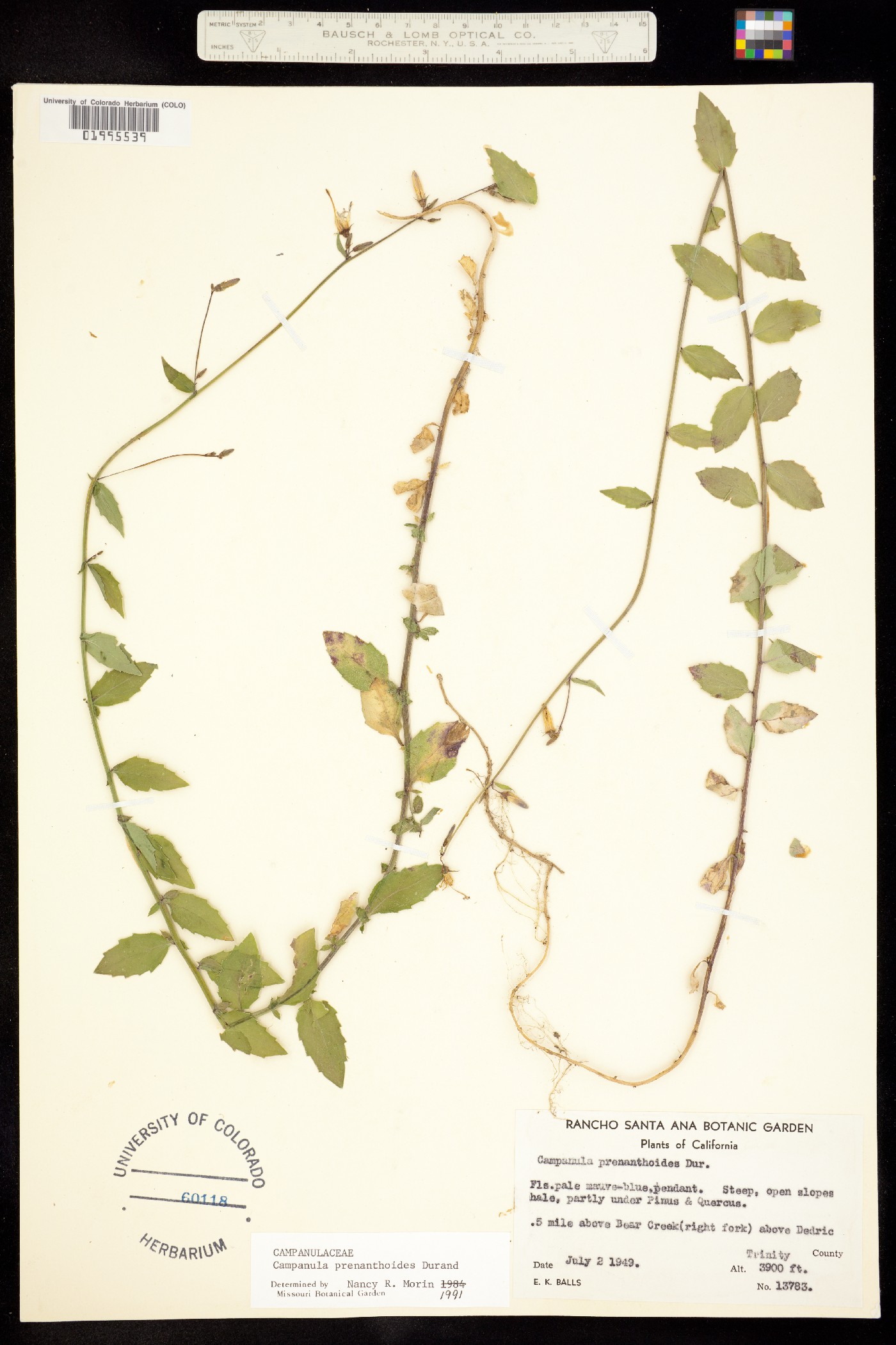Asyneuma image