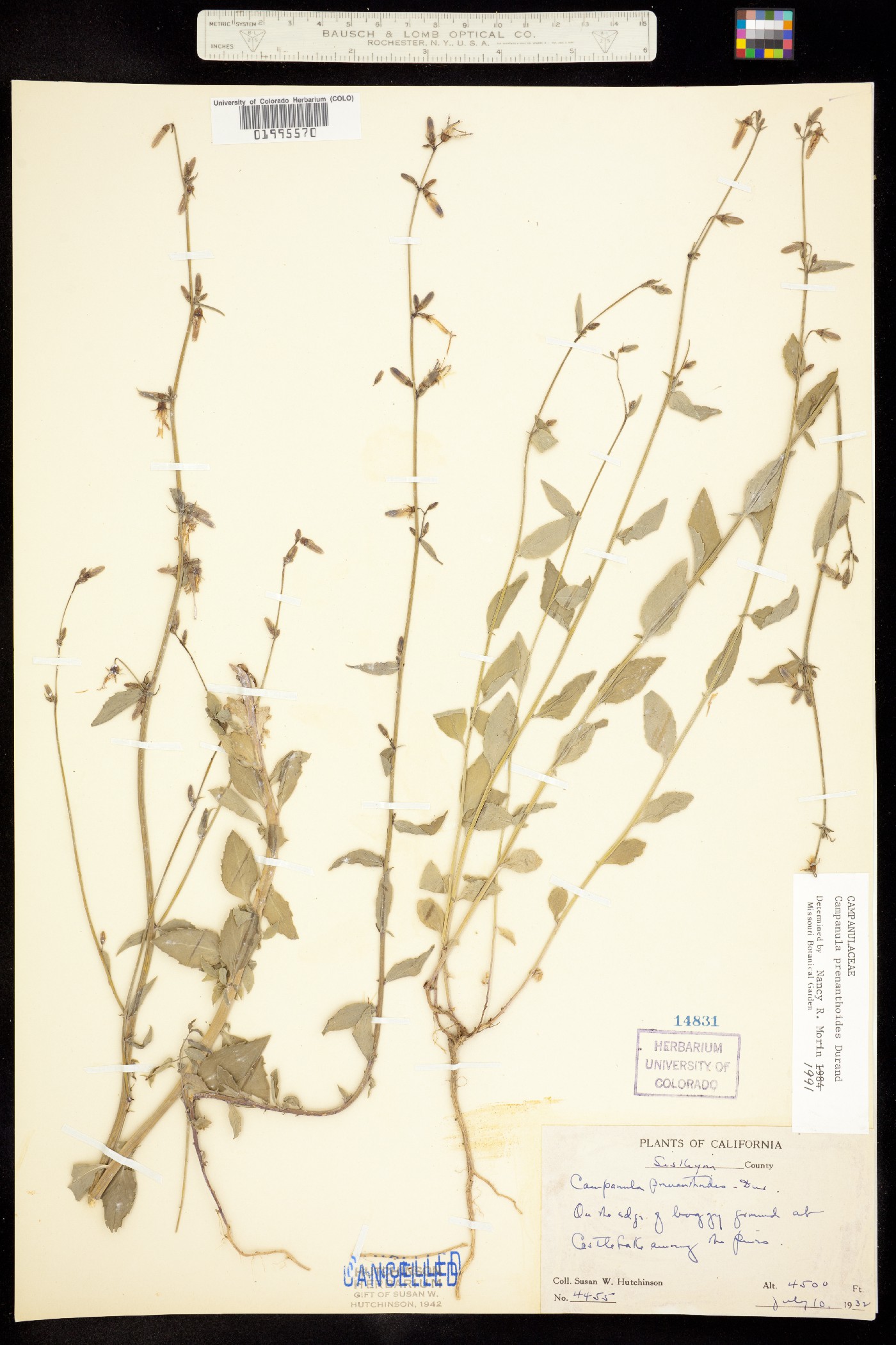 Asyneuma prenanthoides image