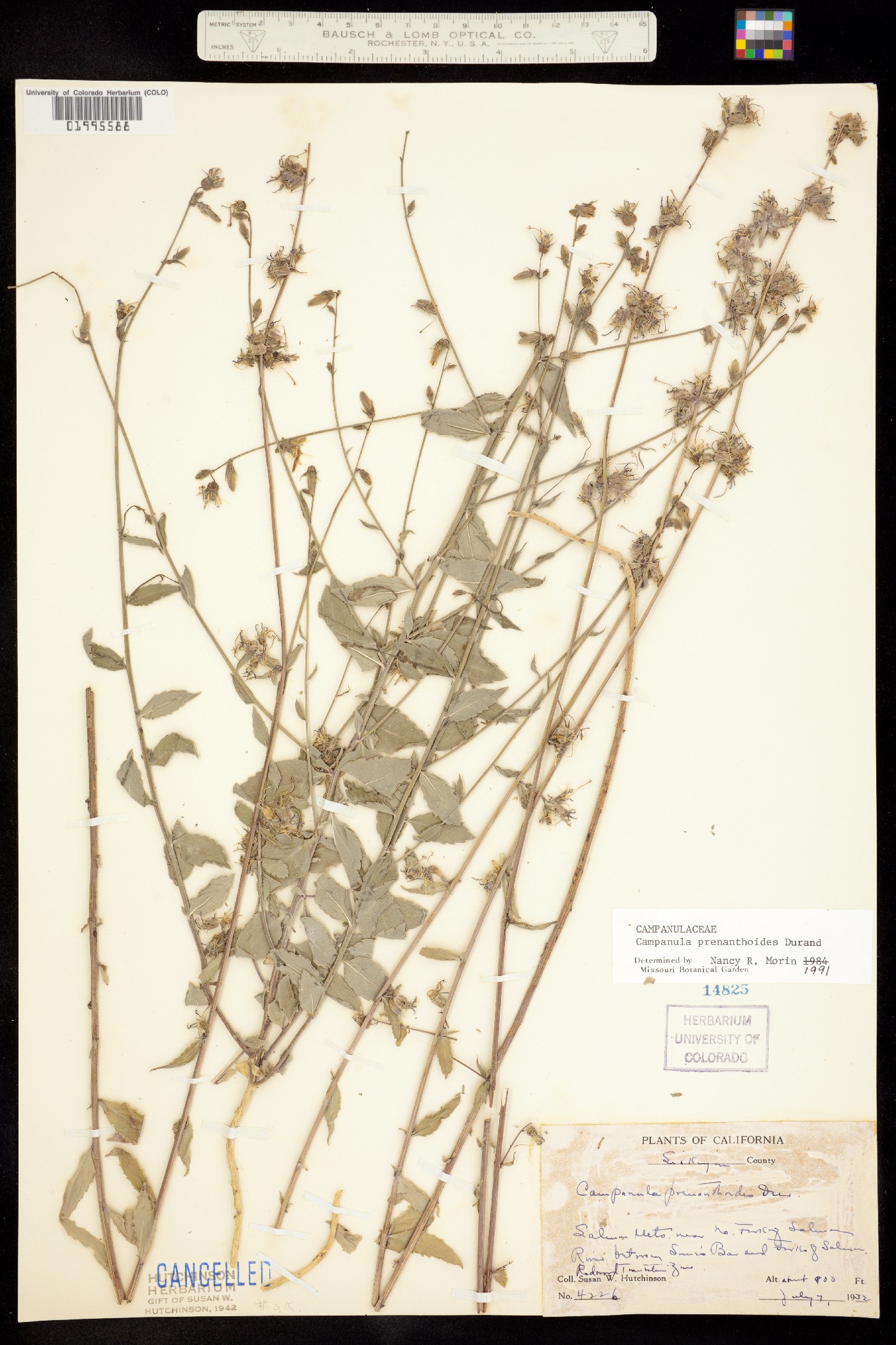 Asyneuma prenanthoides image