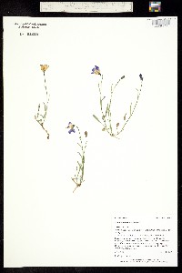 Campanula rotundifolia image