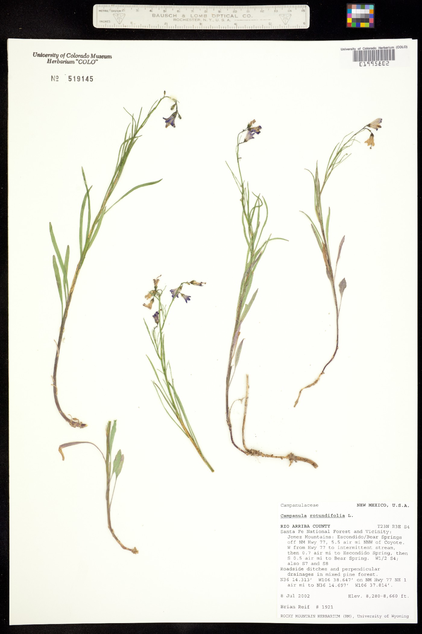 Campanula rotundifolia image