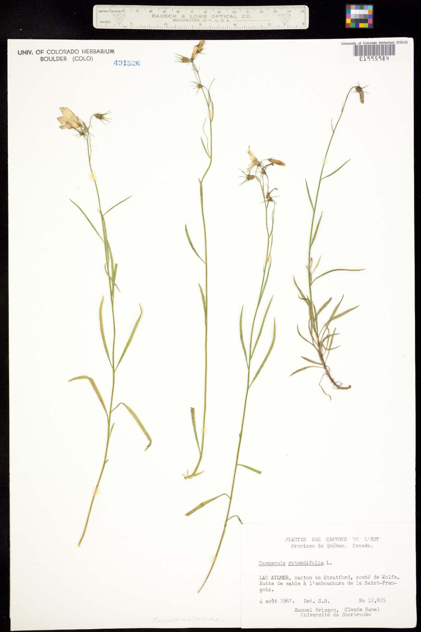 Campanula rotundifolia image