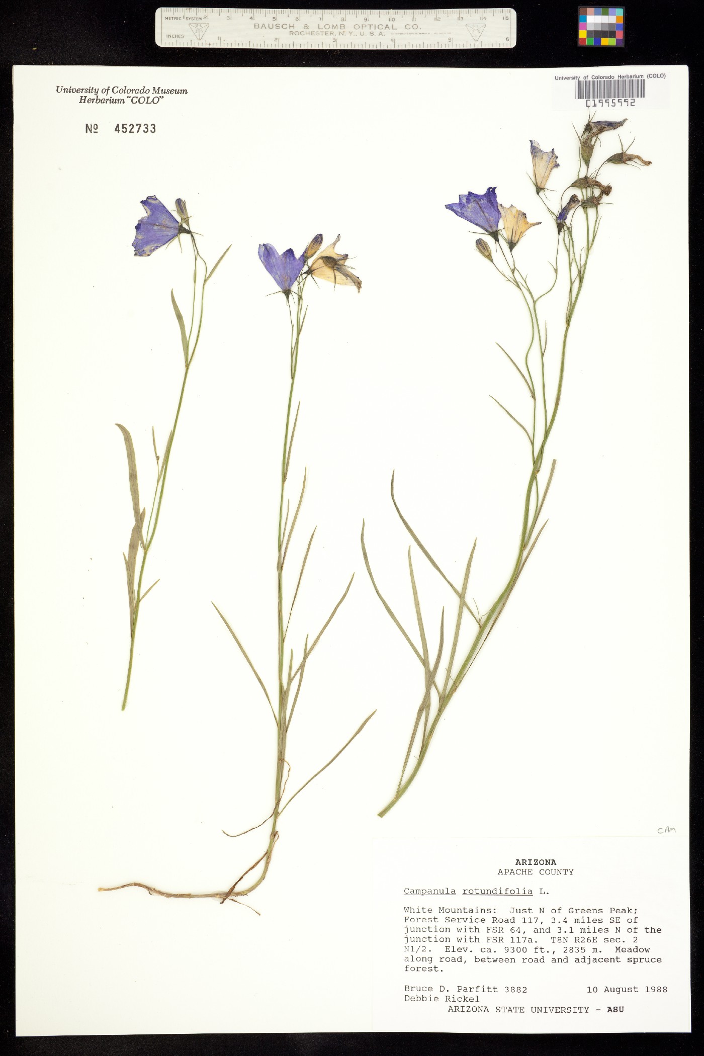 Campanula rotundifolia image