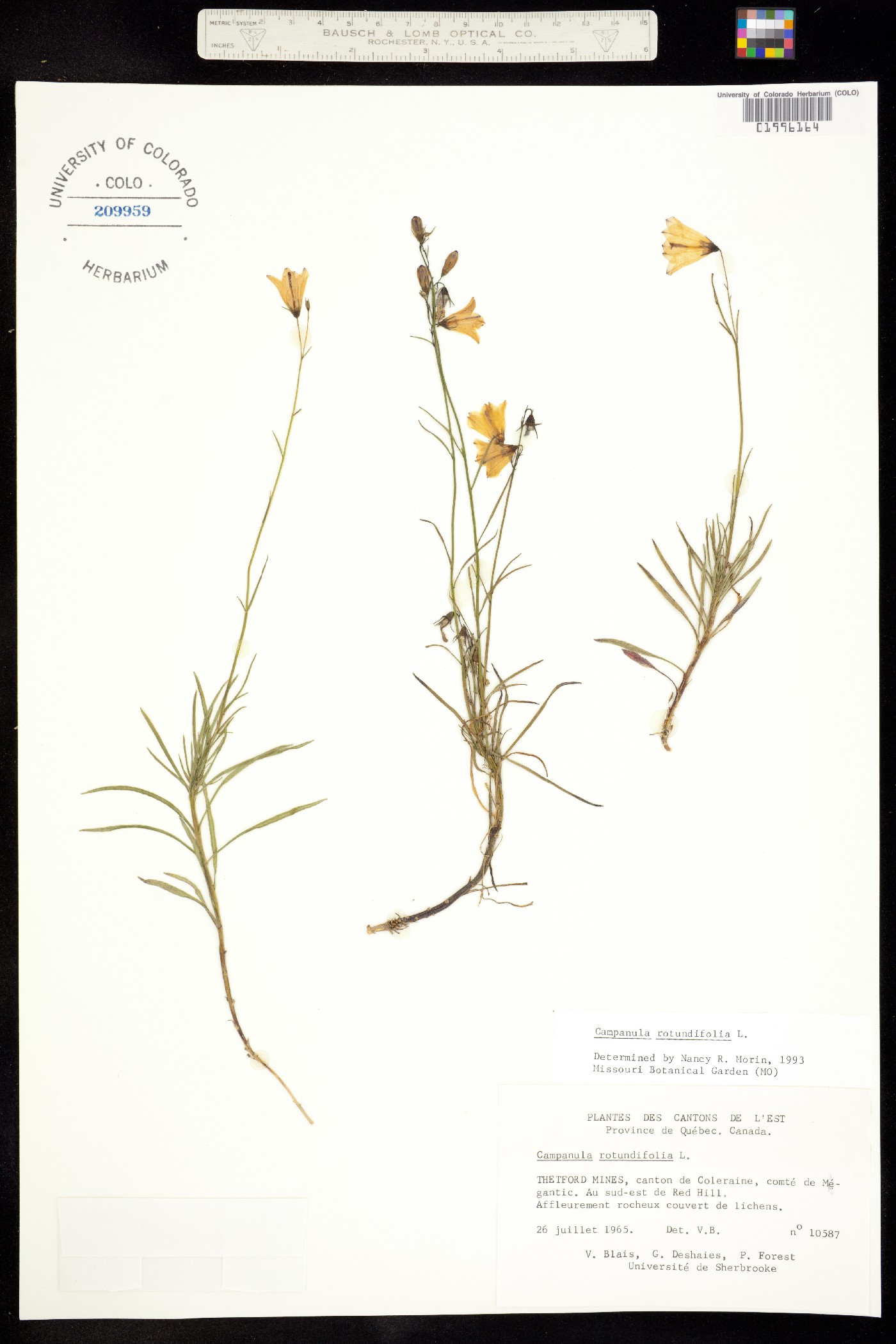 Campanula rotundifolia image