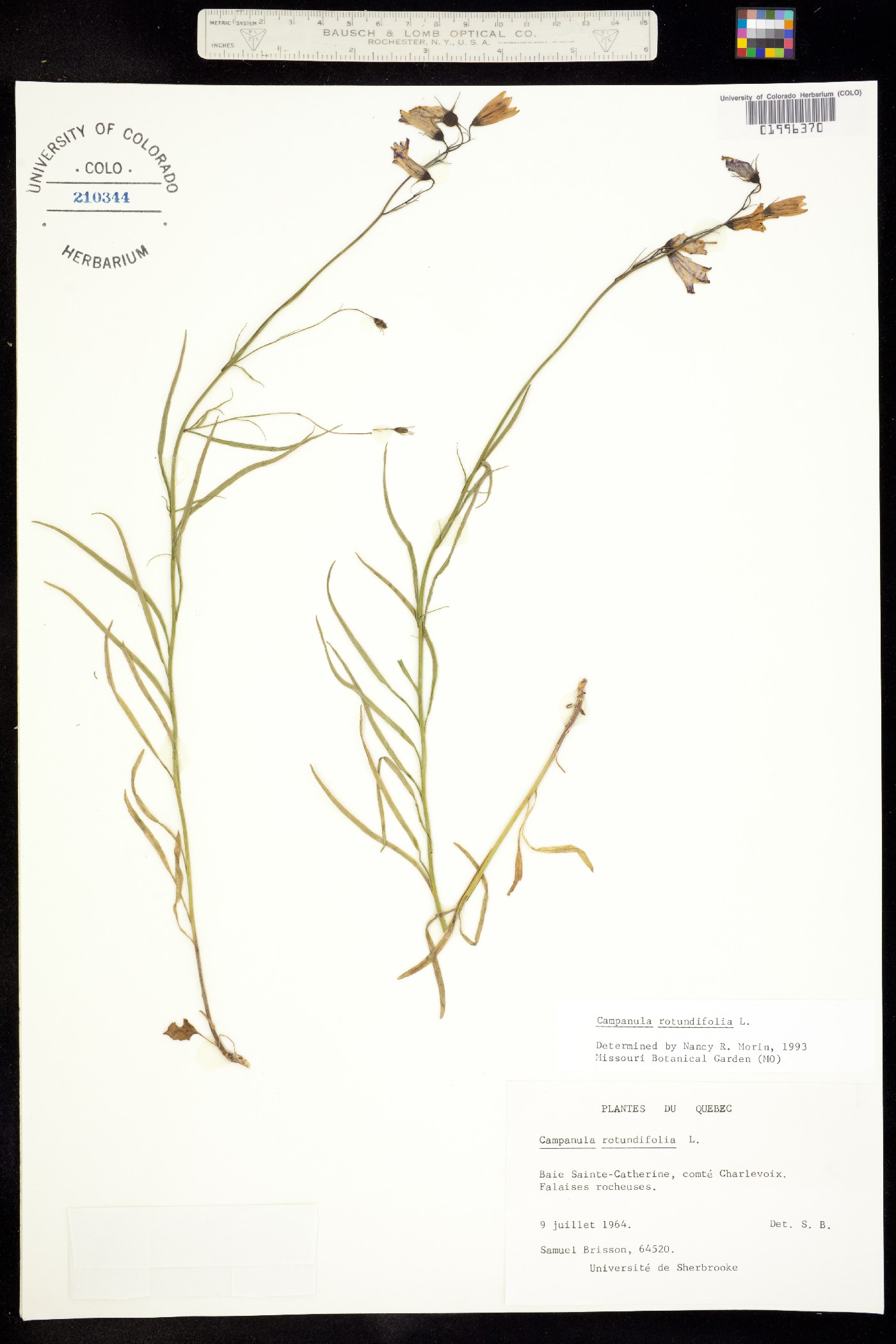 Campanula rotundifolia image